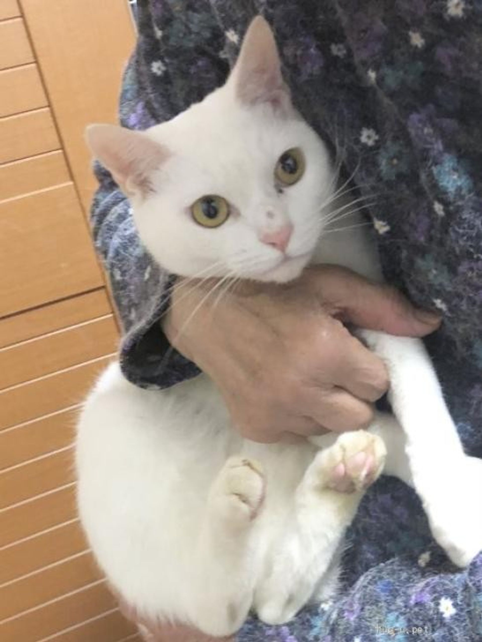 雑種（ミックス猫）・メスの里親募集の写真