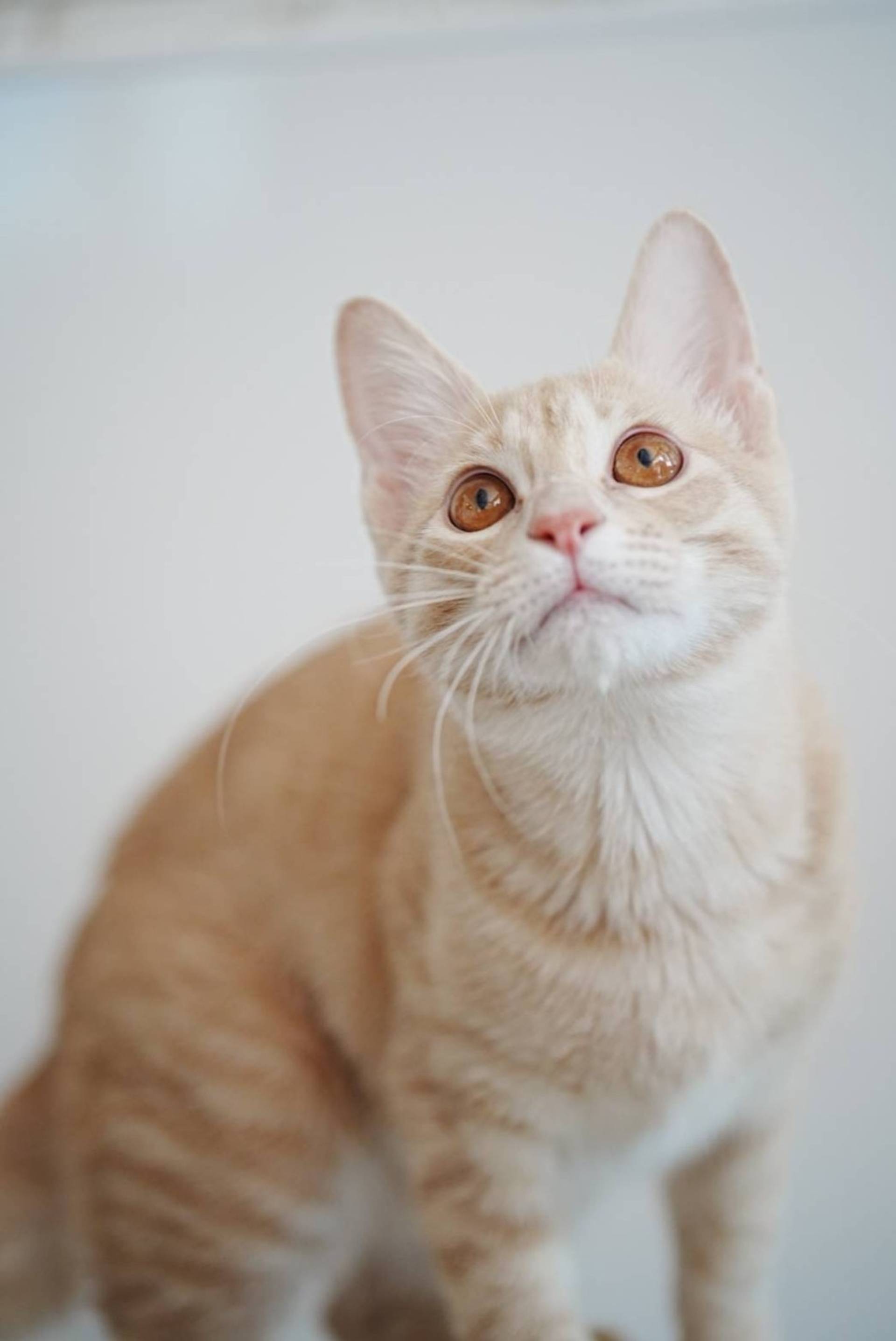 雑種（ミックス猫）・オスの里親募集の写真