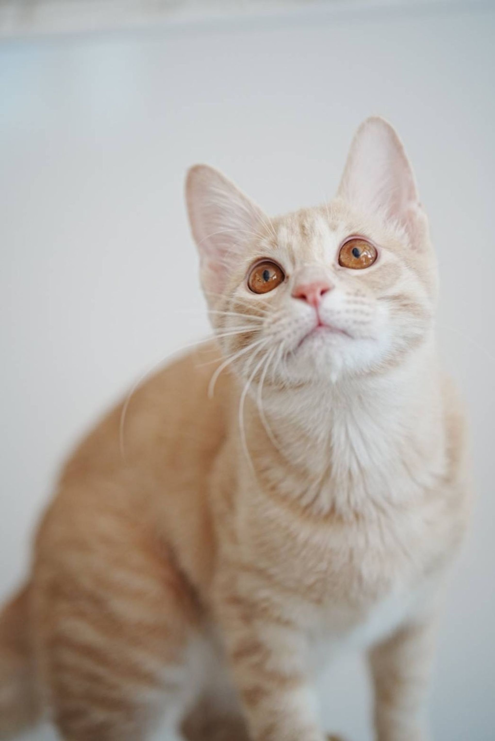 雑種（ミックス猫）・オスの里親募集の写真
