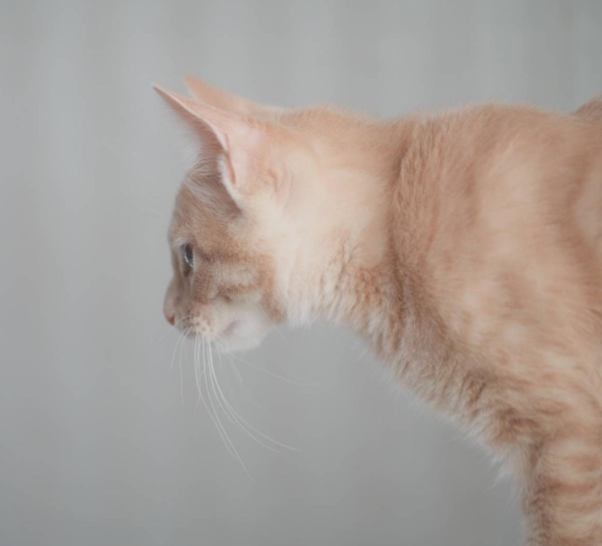 pet-image-9