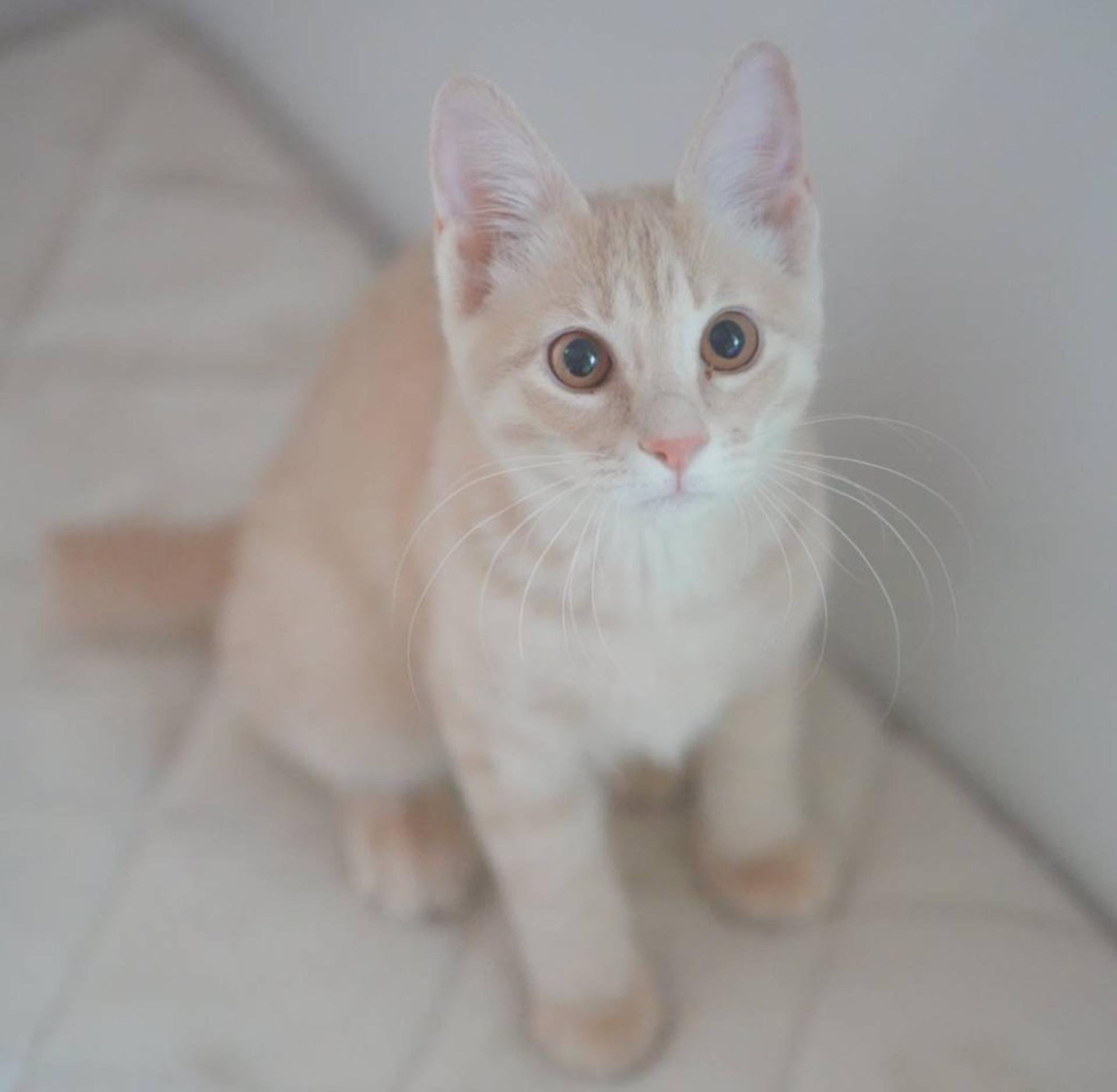 pet-image-10