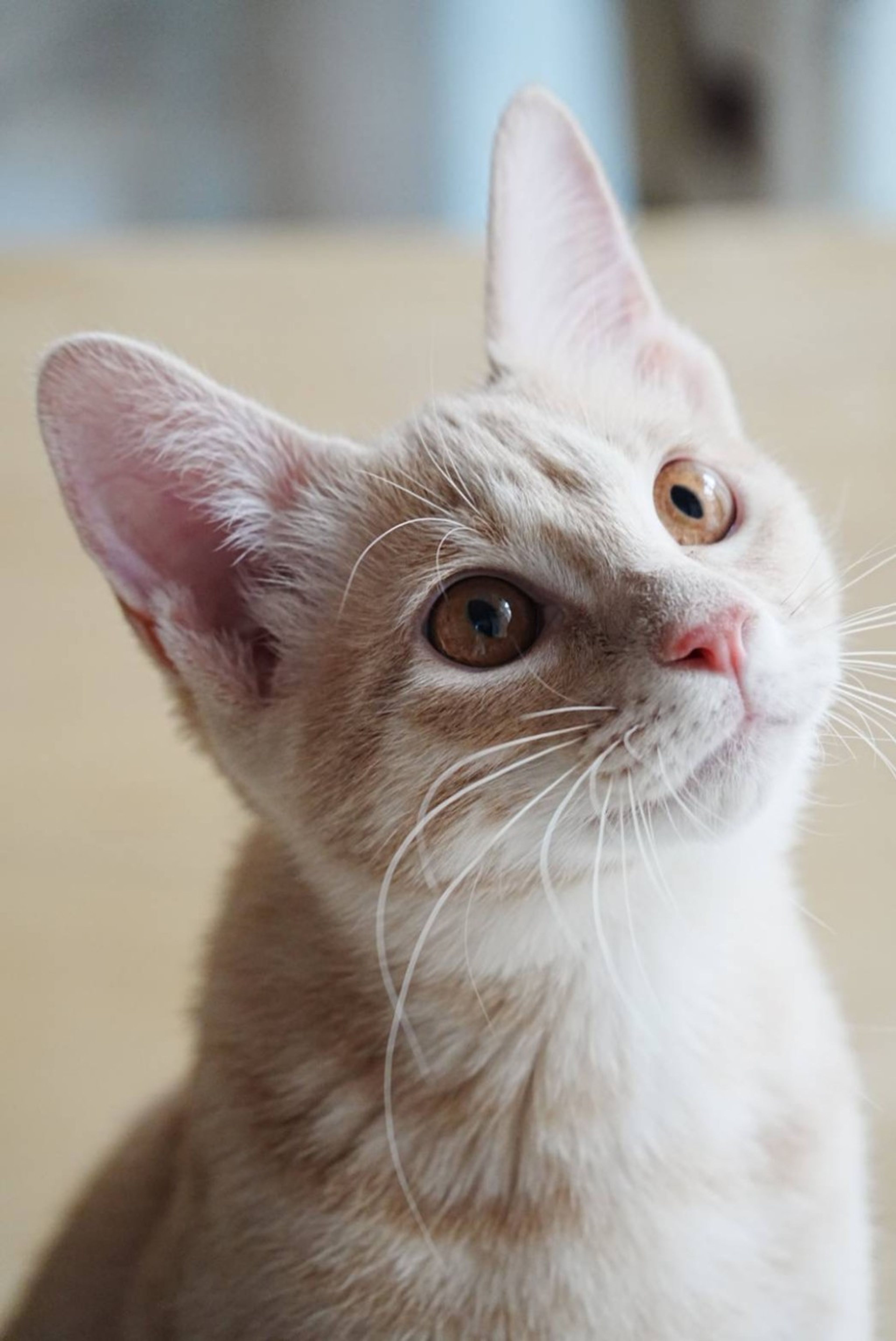 ふんわりミルクティー色のひとなつこい茶トラ | 雑種（ミックス猫