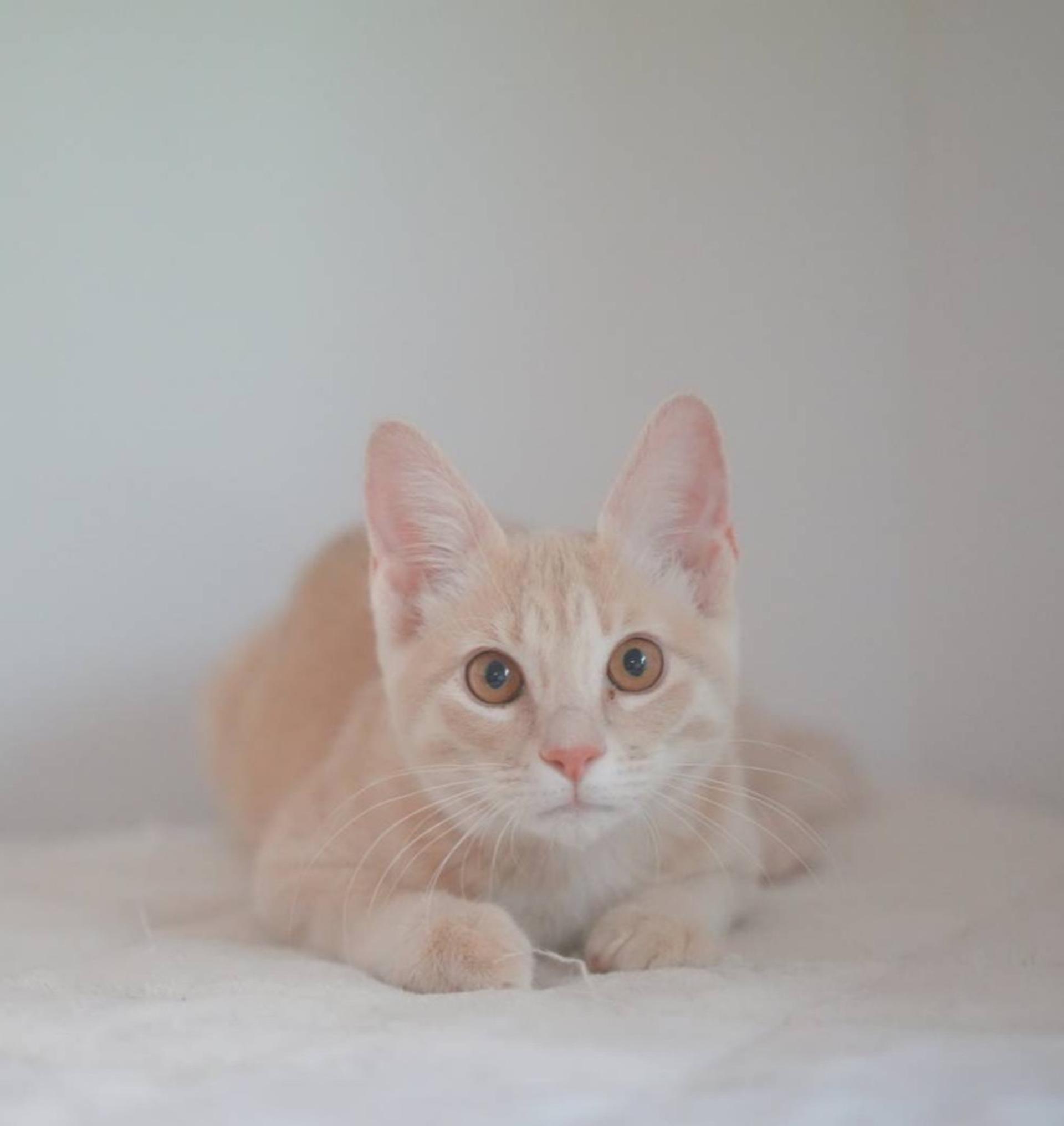 pet-image-6