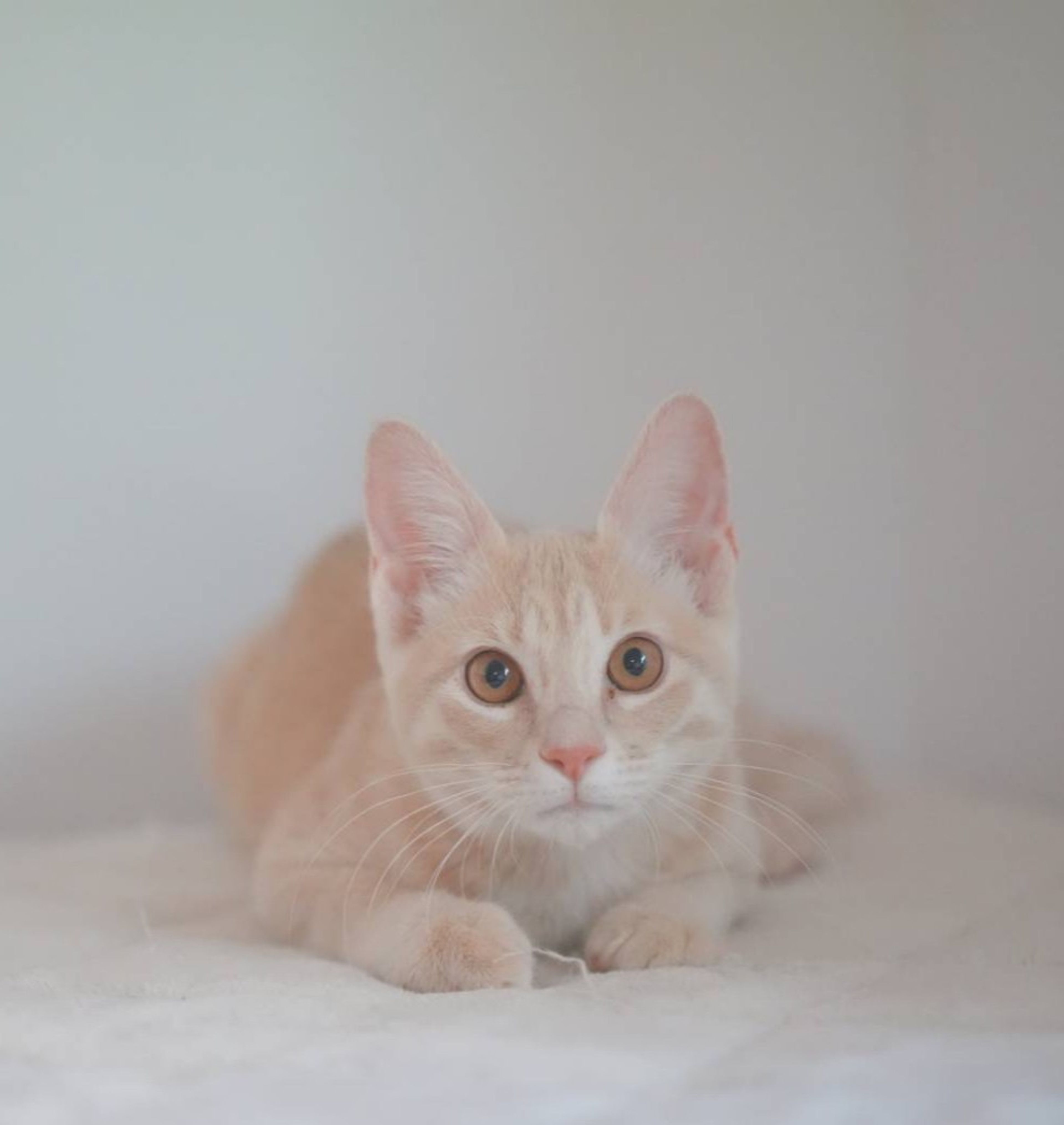 pet-image-6