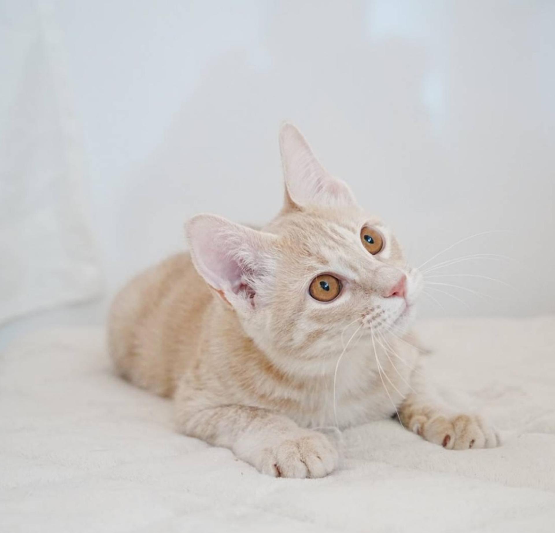 pet-image-7