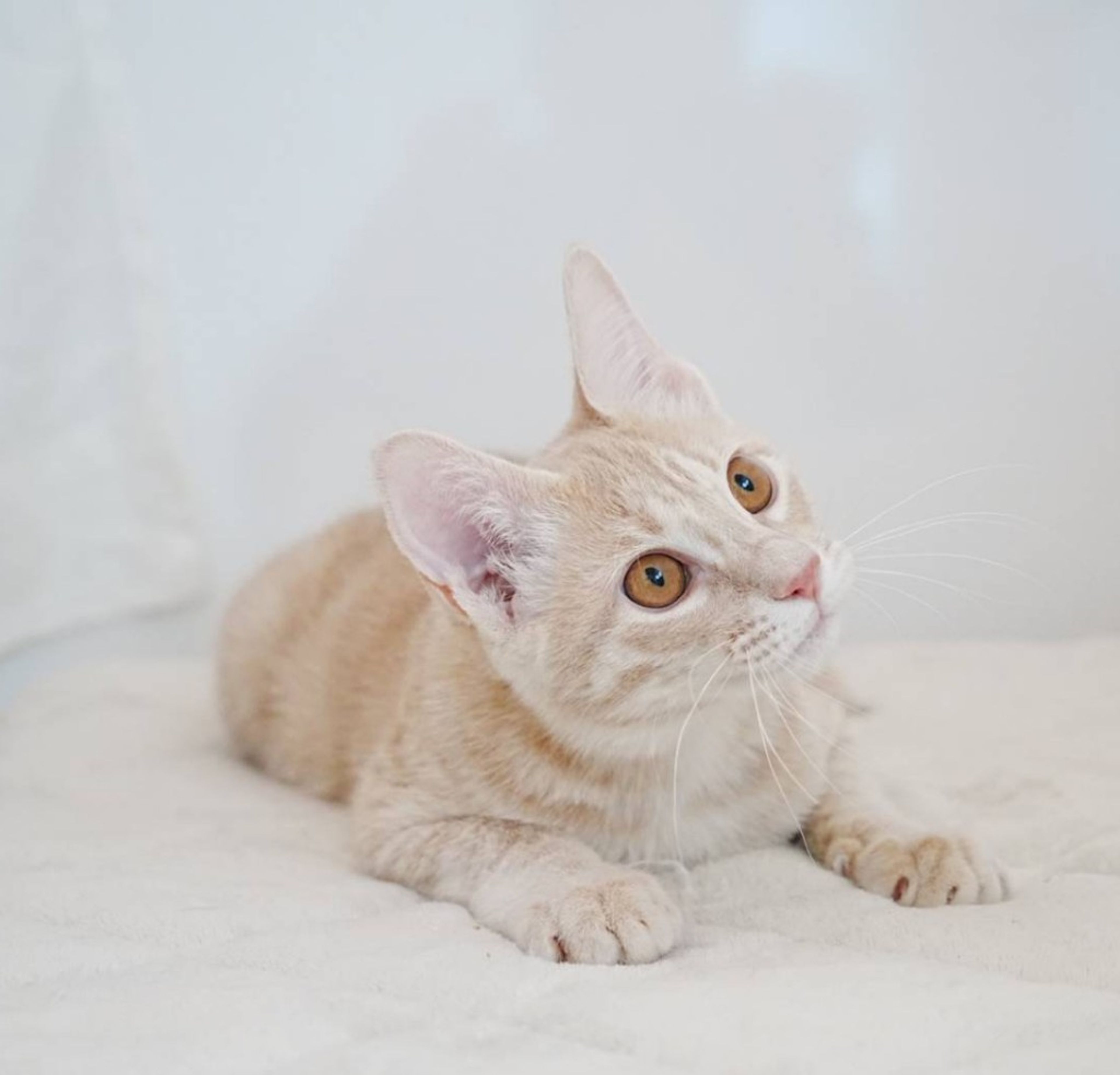 ふんわりミルクティー色のひとなつこい茶トラ | 雑種（ミックス猫