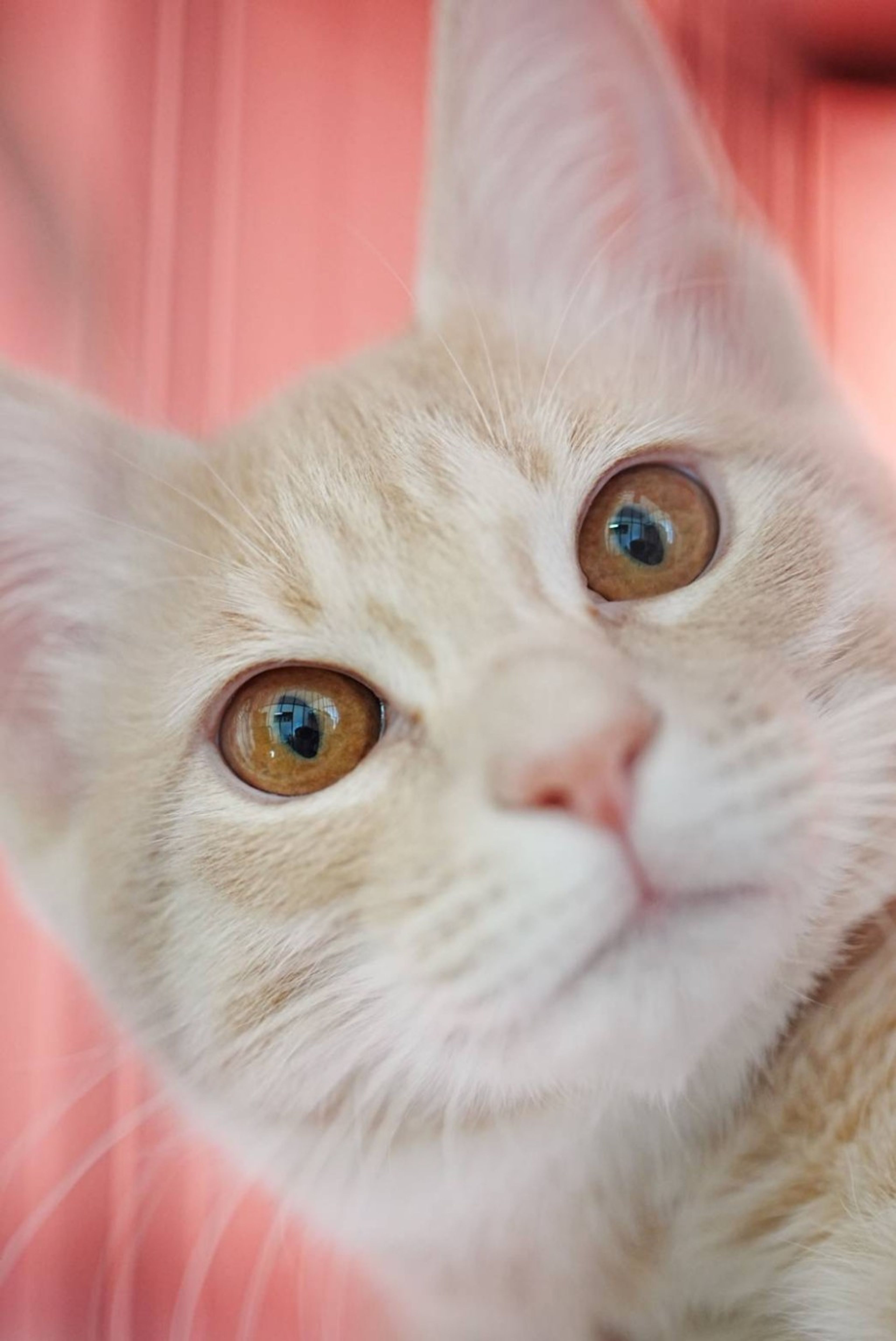 ミルクティーネコページ ふんわりミルクティー色のひとなつこい茶トラ | 雑種（ミックス