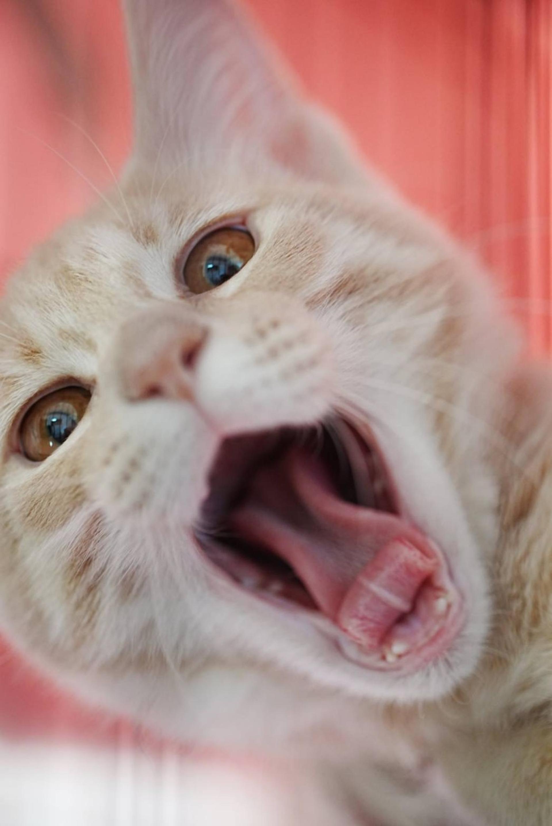pet-image-4