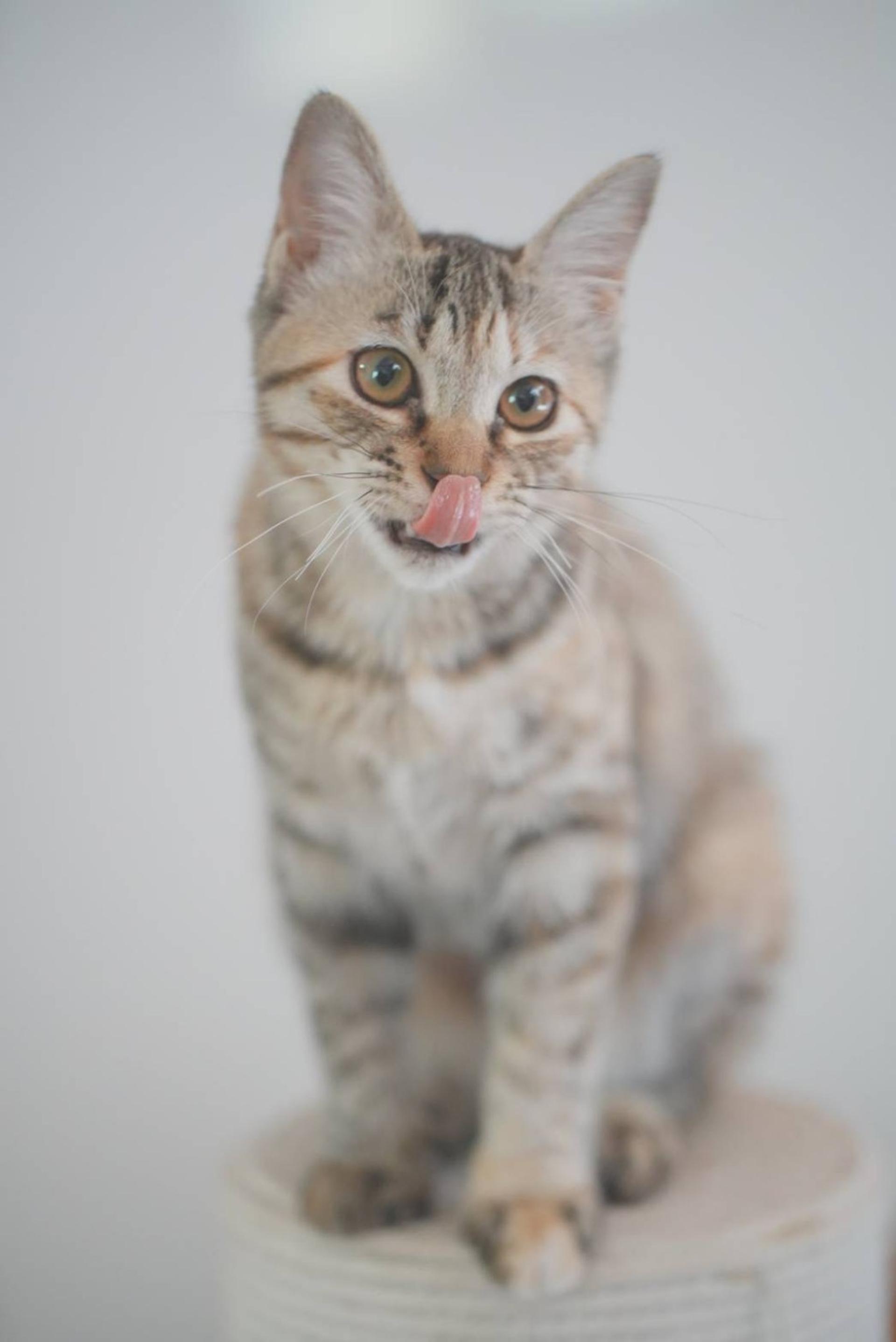 pet-image-6
