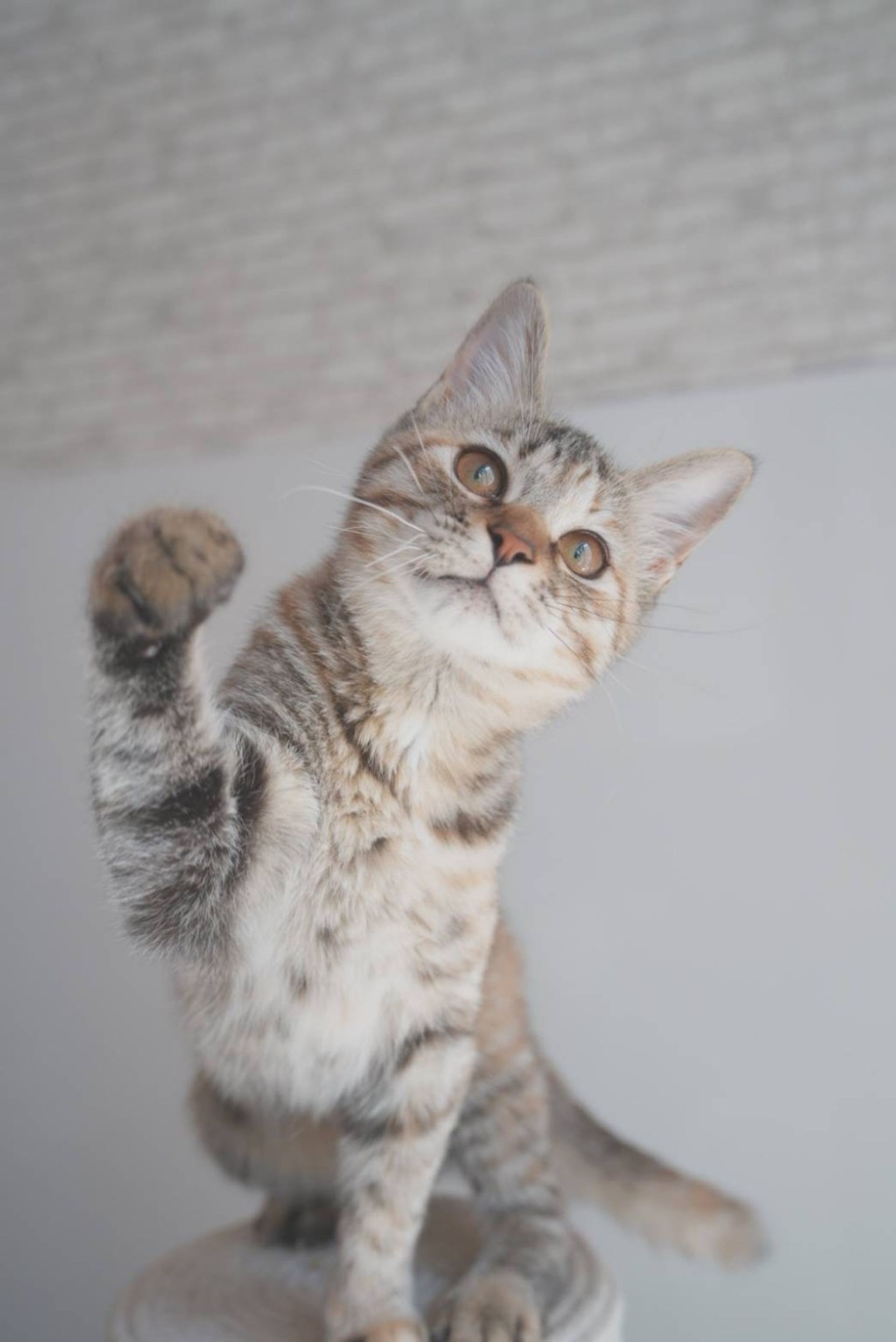 雑種（ミックス猫）・メスの里親募集の写真