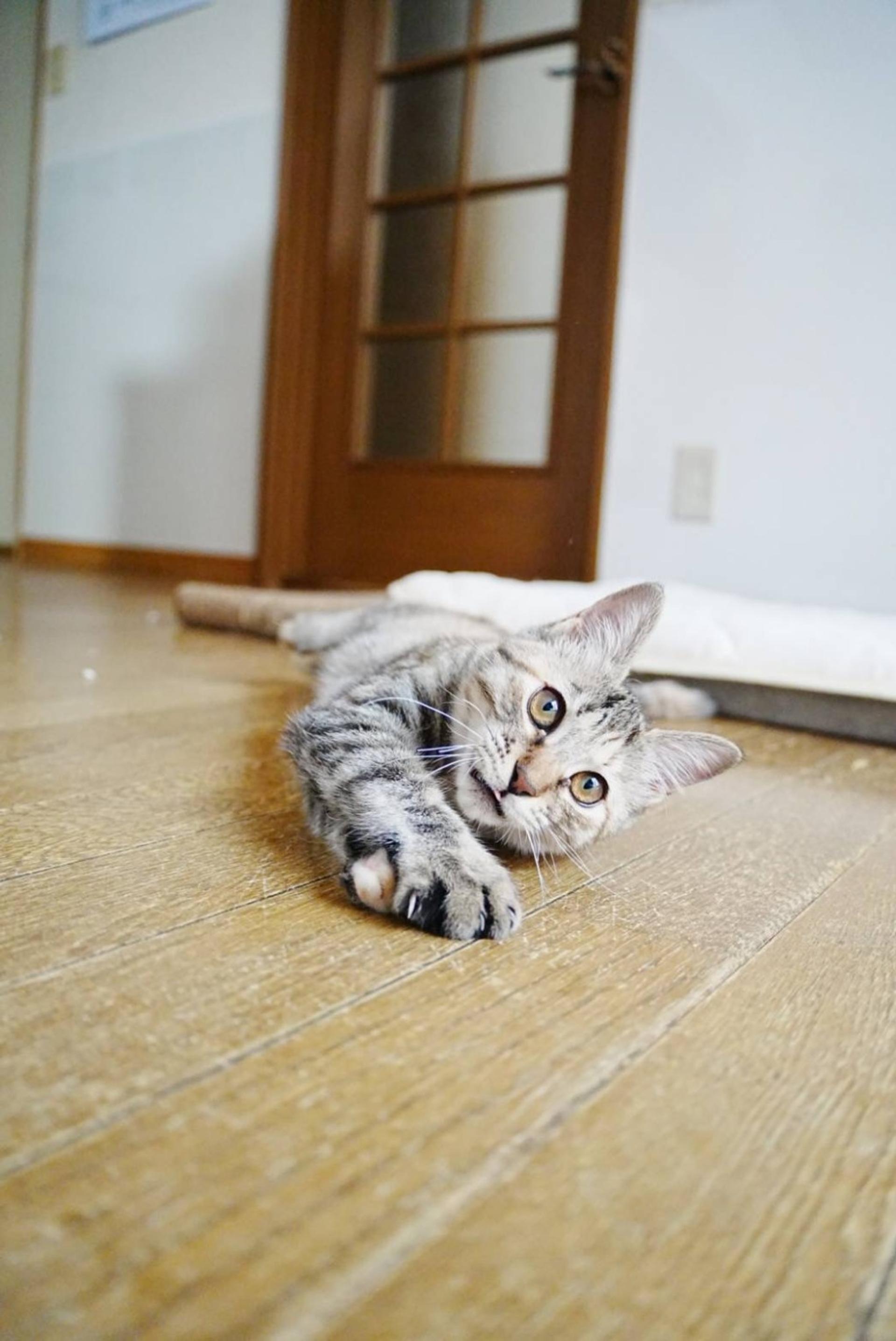 pet-image-4
