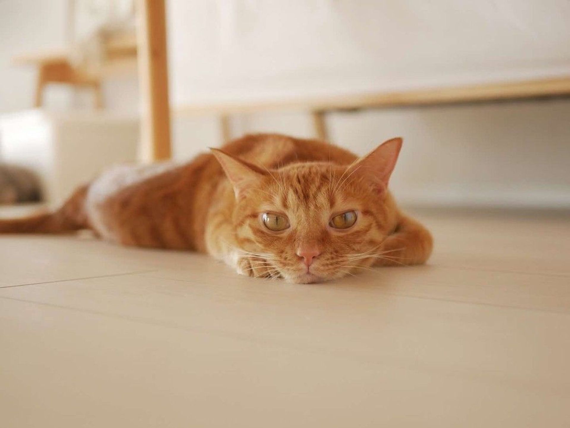 雑種（ミックス猫）・オスの里親募集の写真