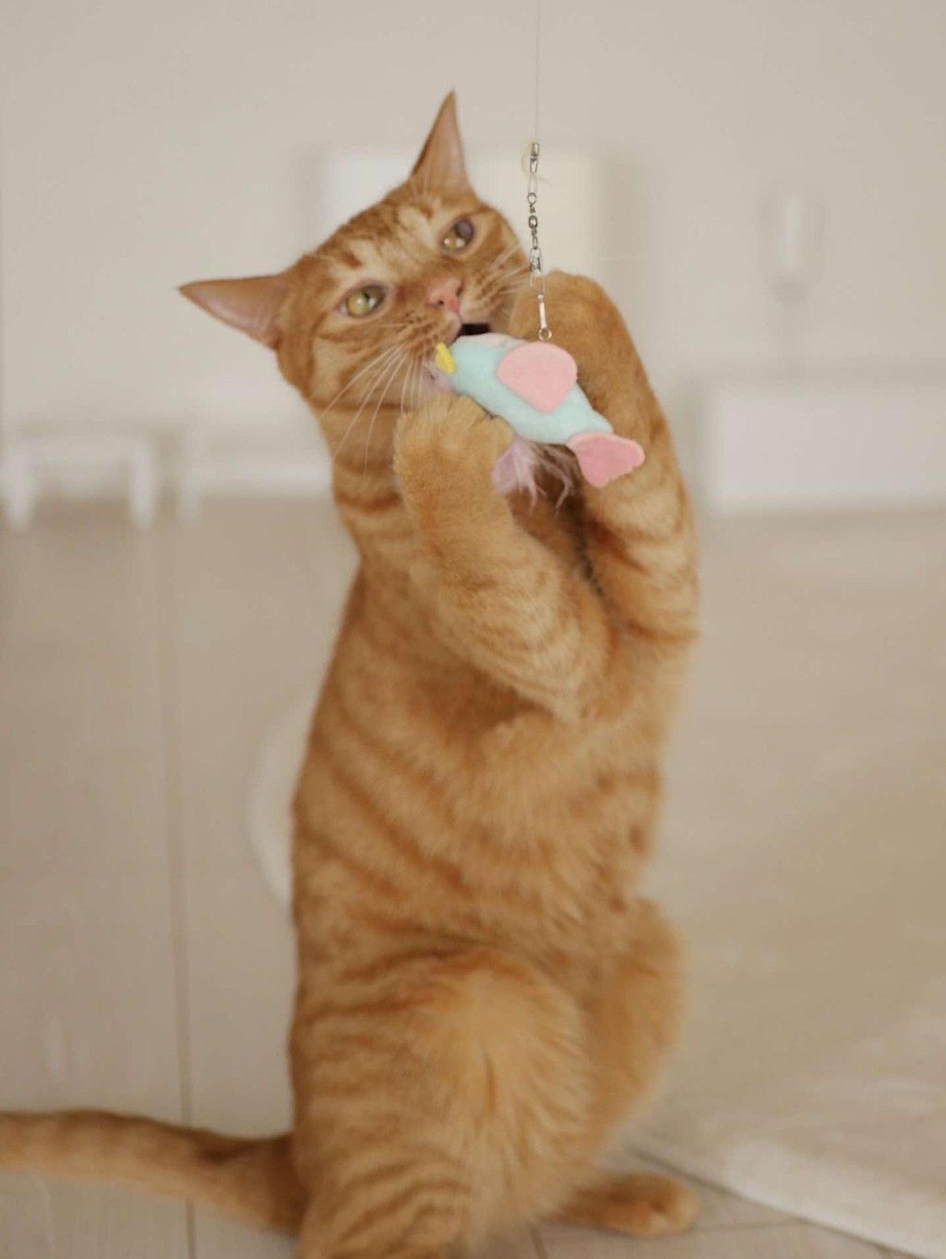 pet-image-3