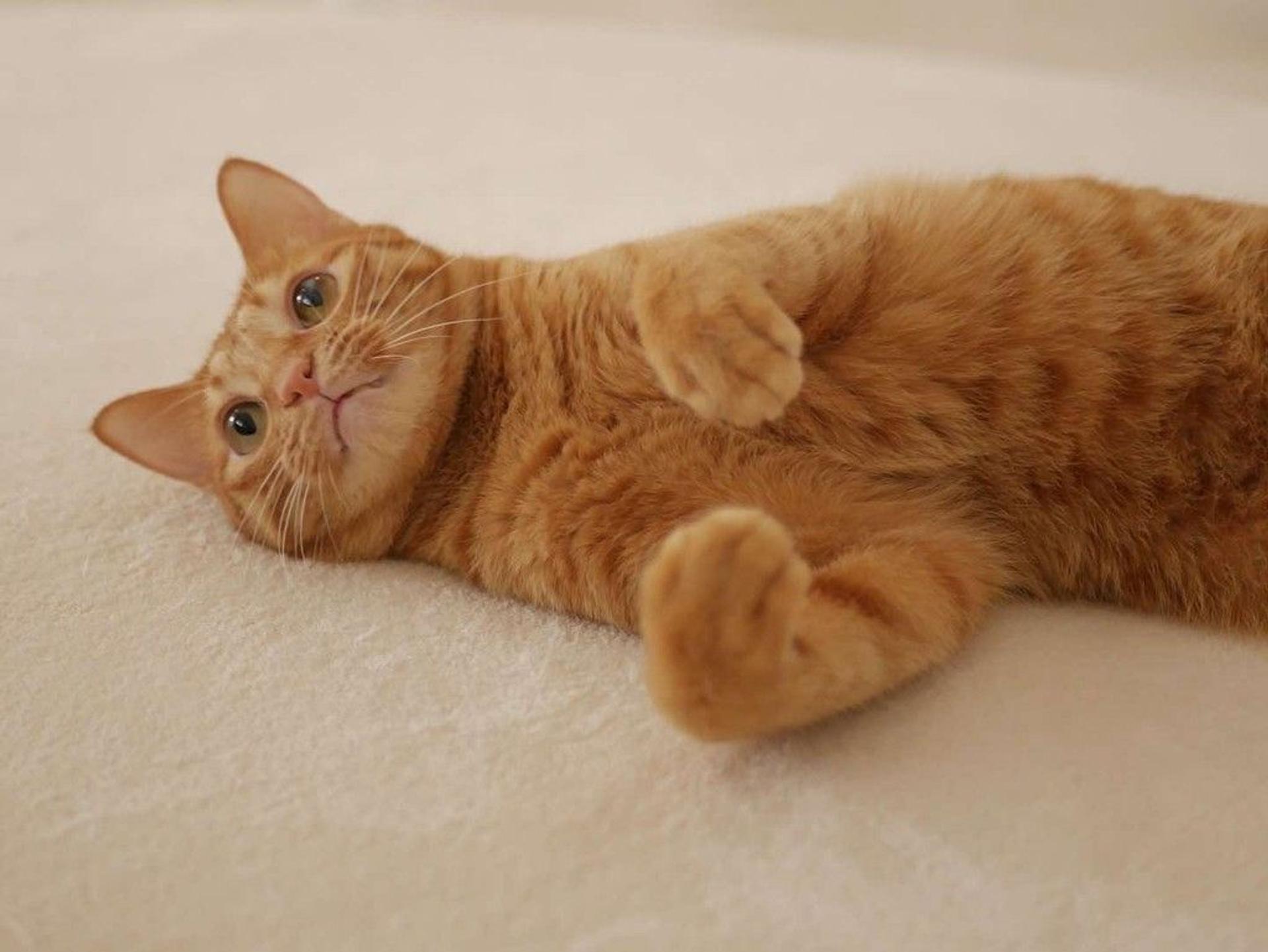 pet-image-4