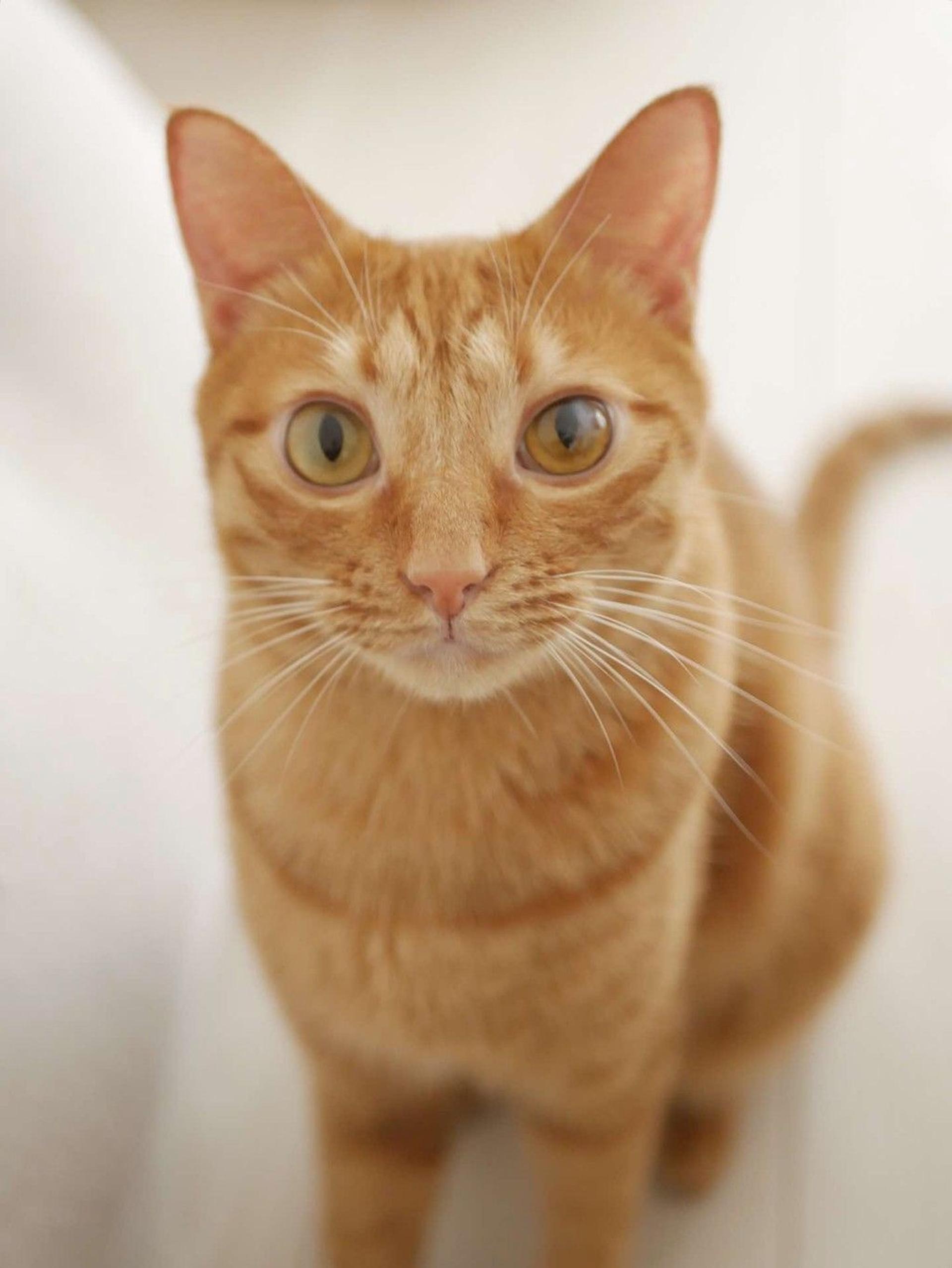 pet-image-6