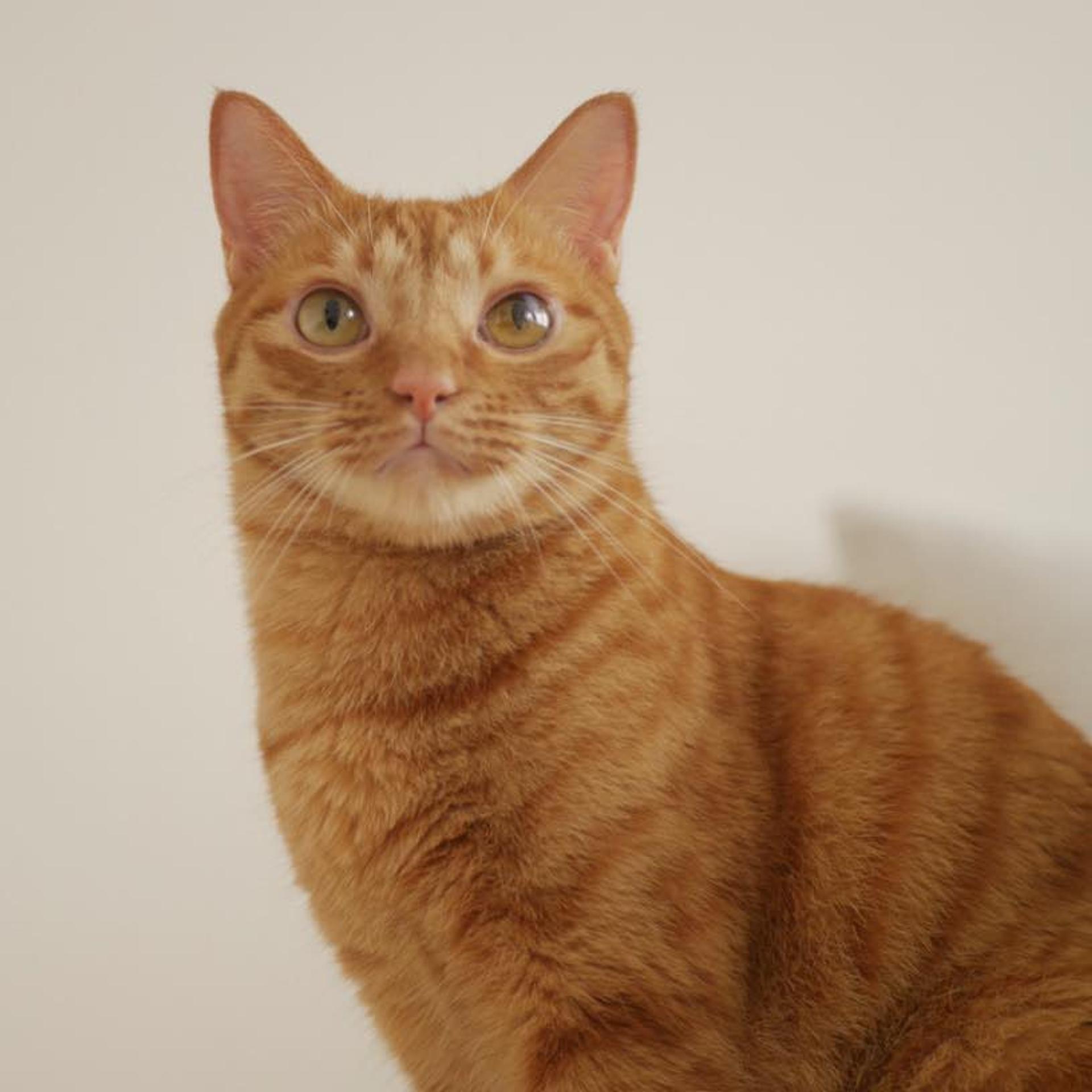 pet-image-7
