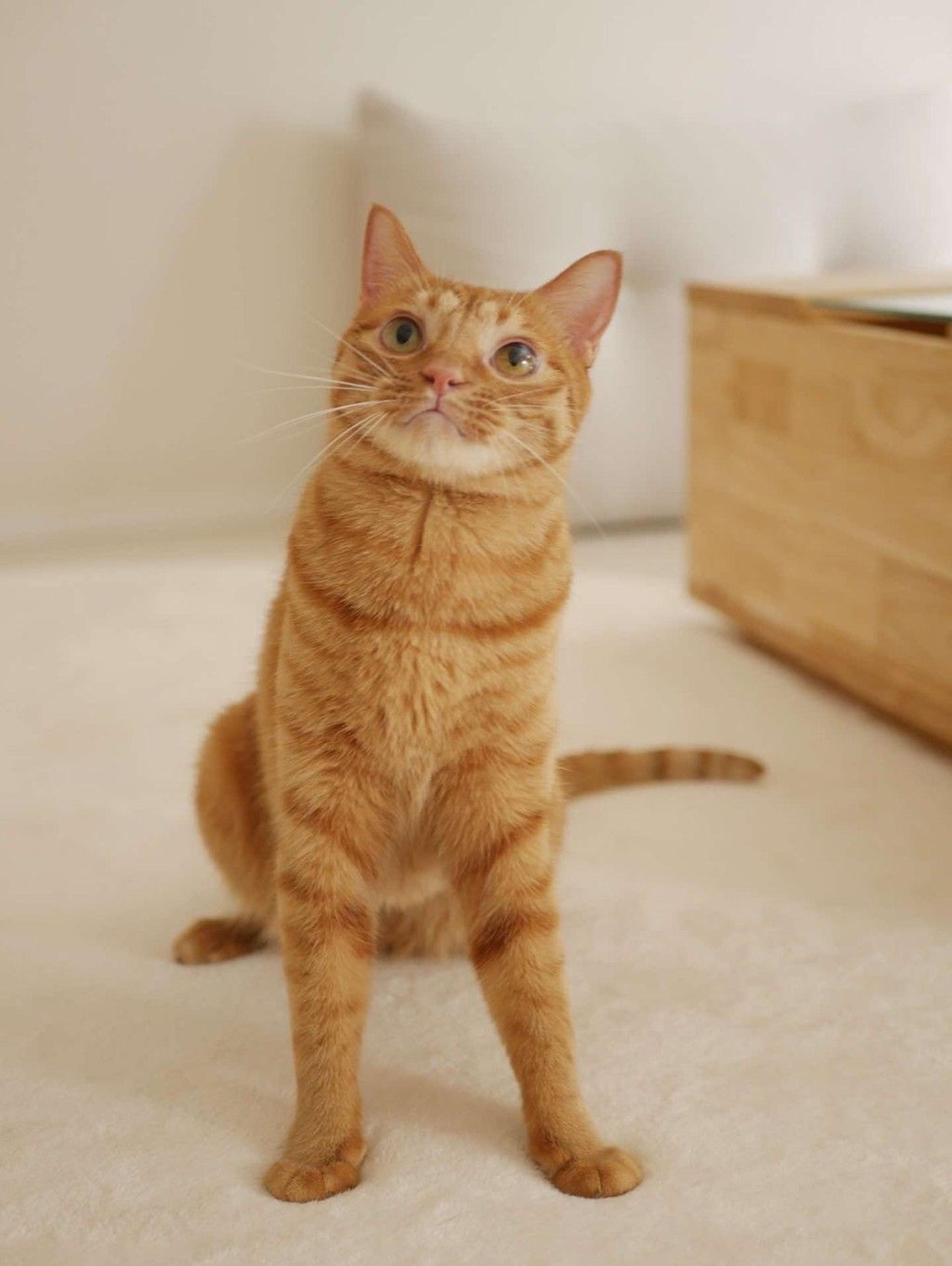 pet-image-8
