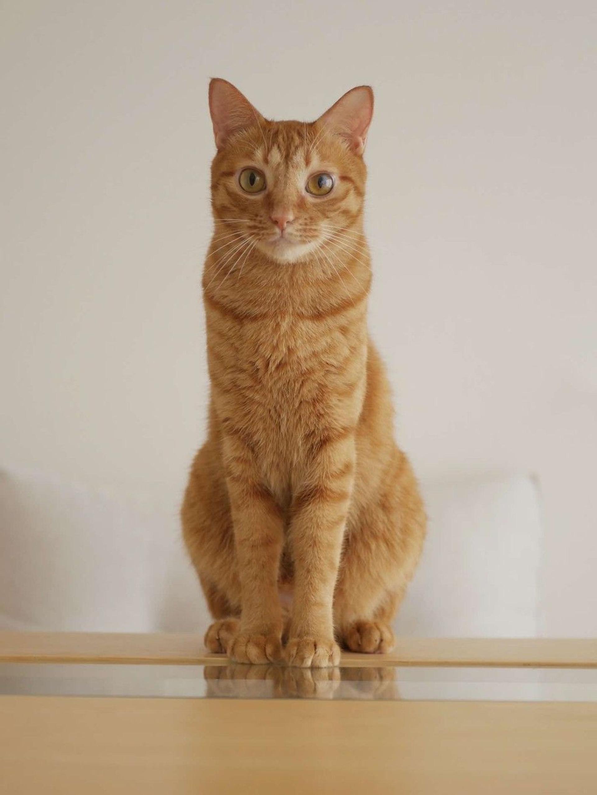 pet-image-10