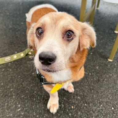 雑種（ミックス犬）・メスの里親募集の写真