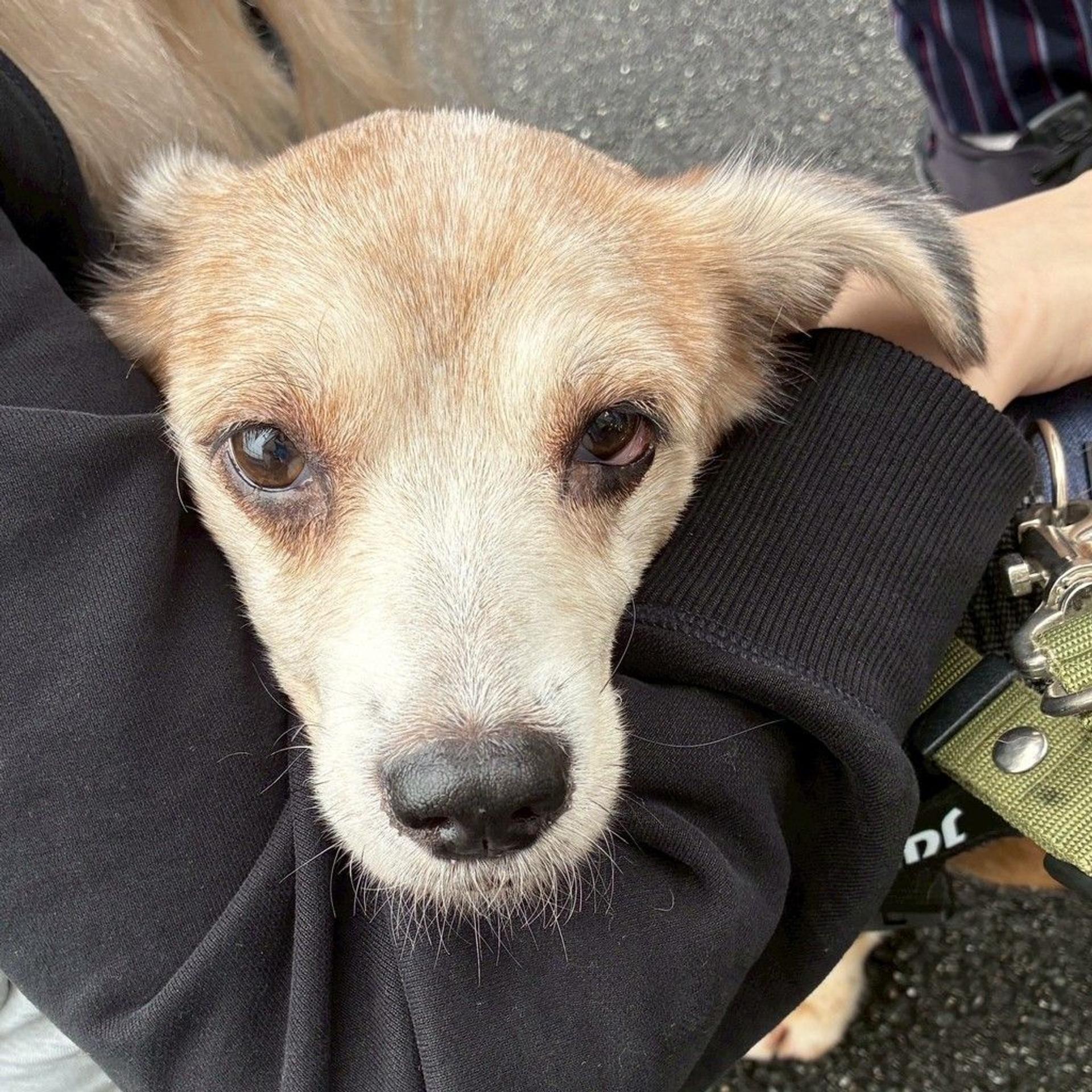 pet-image-5