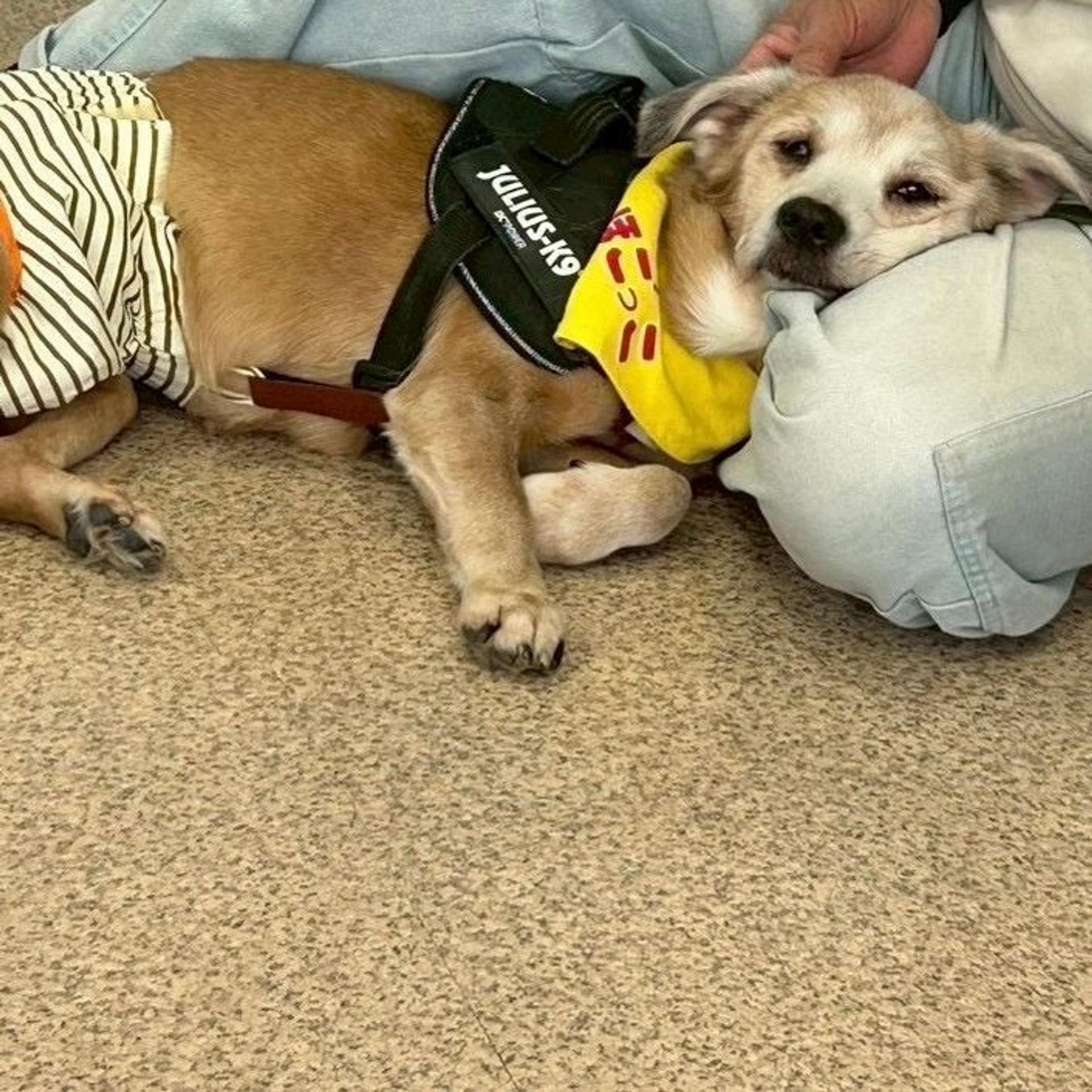 pet-image-8