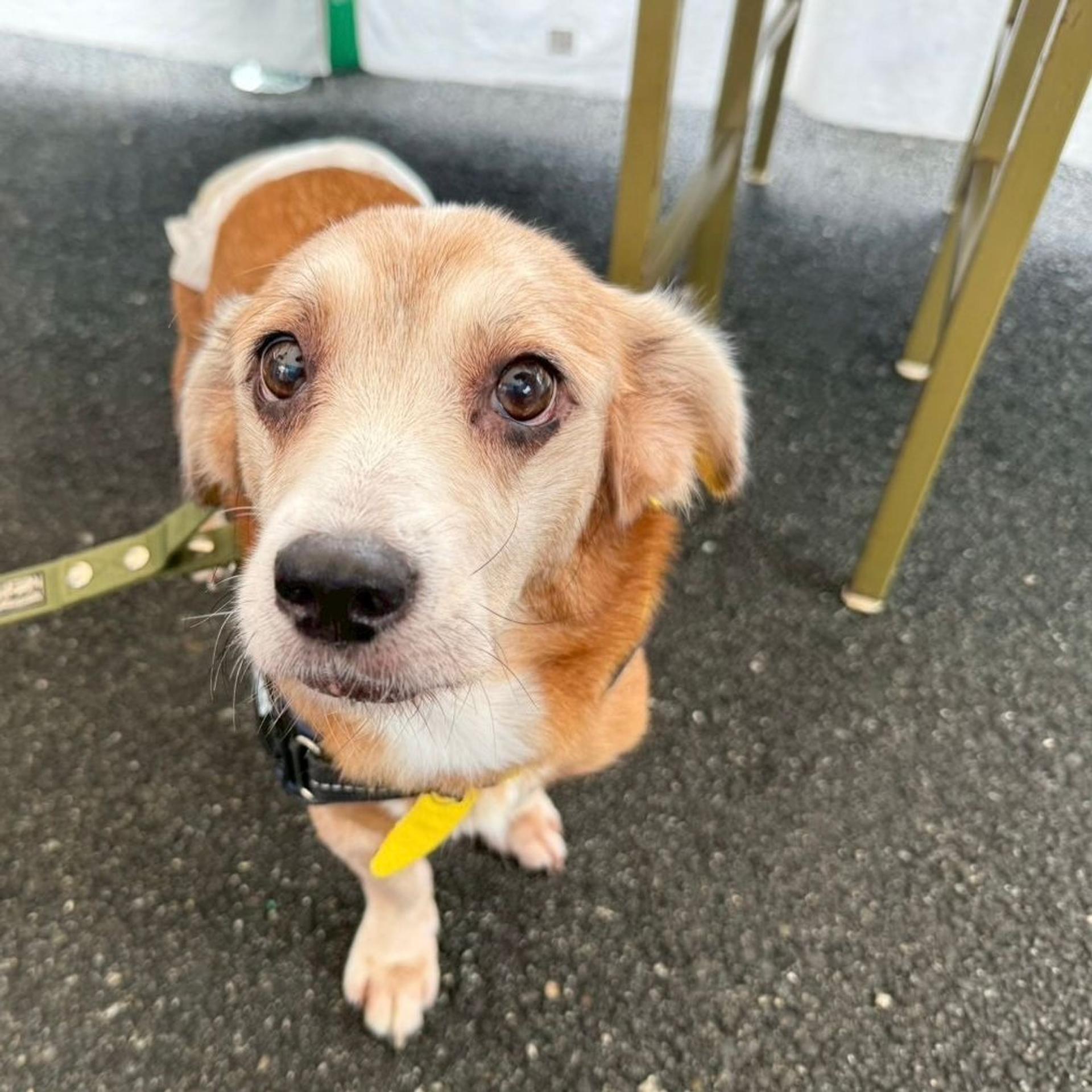 pet-image-9
