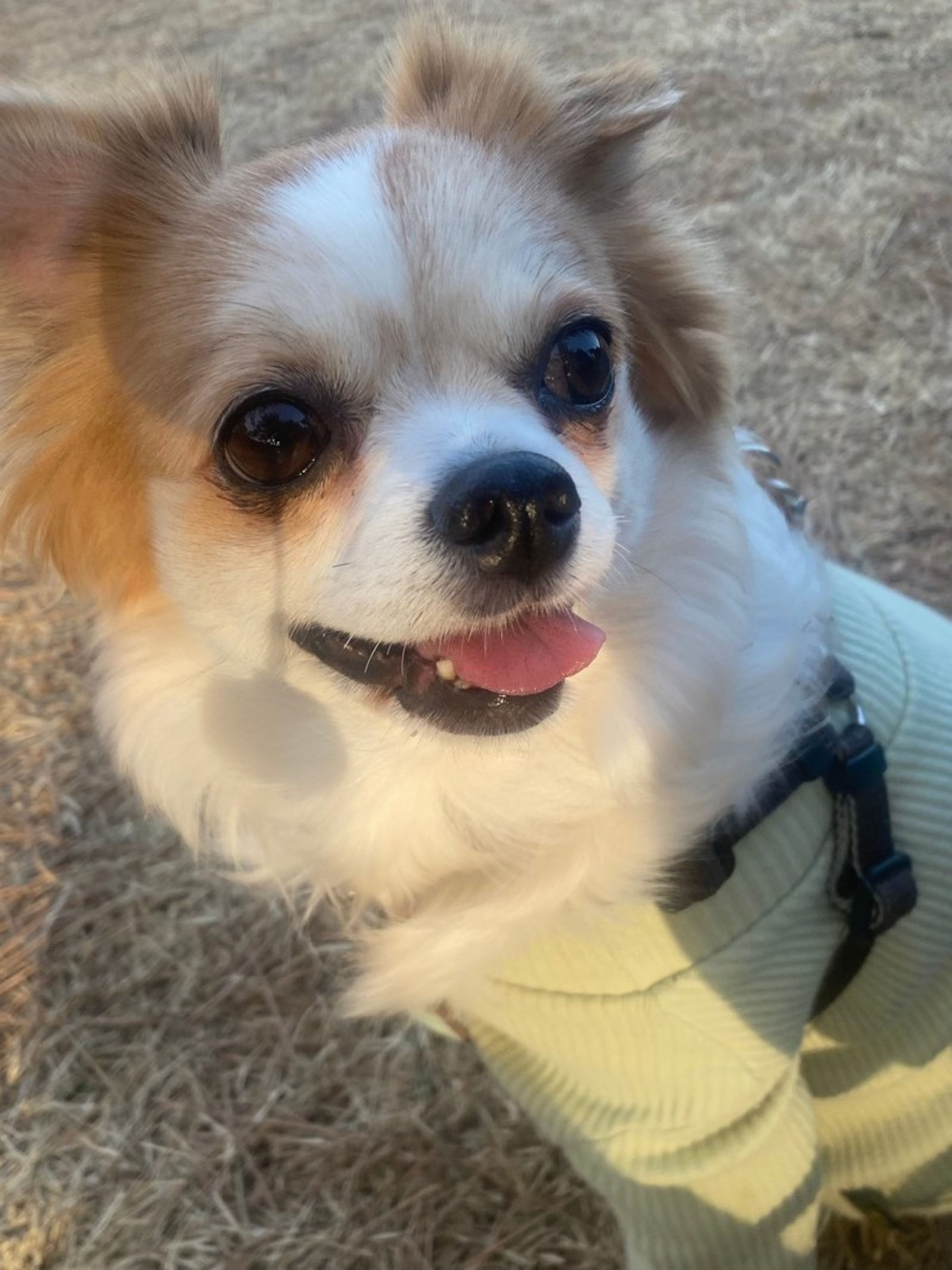 pet-image-2