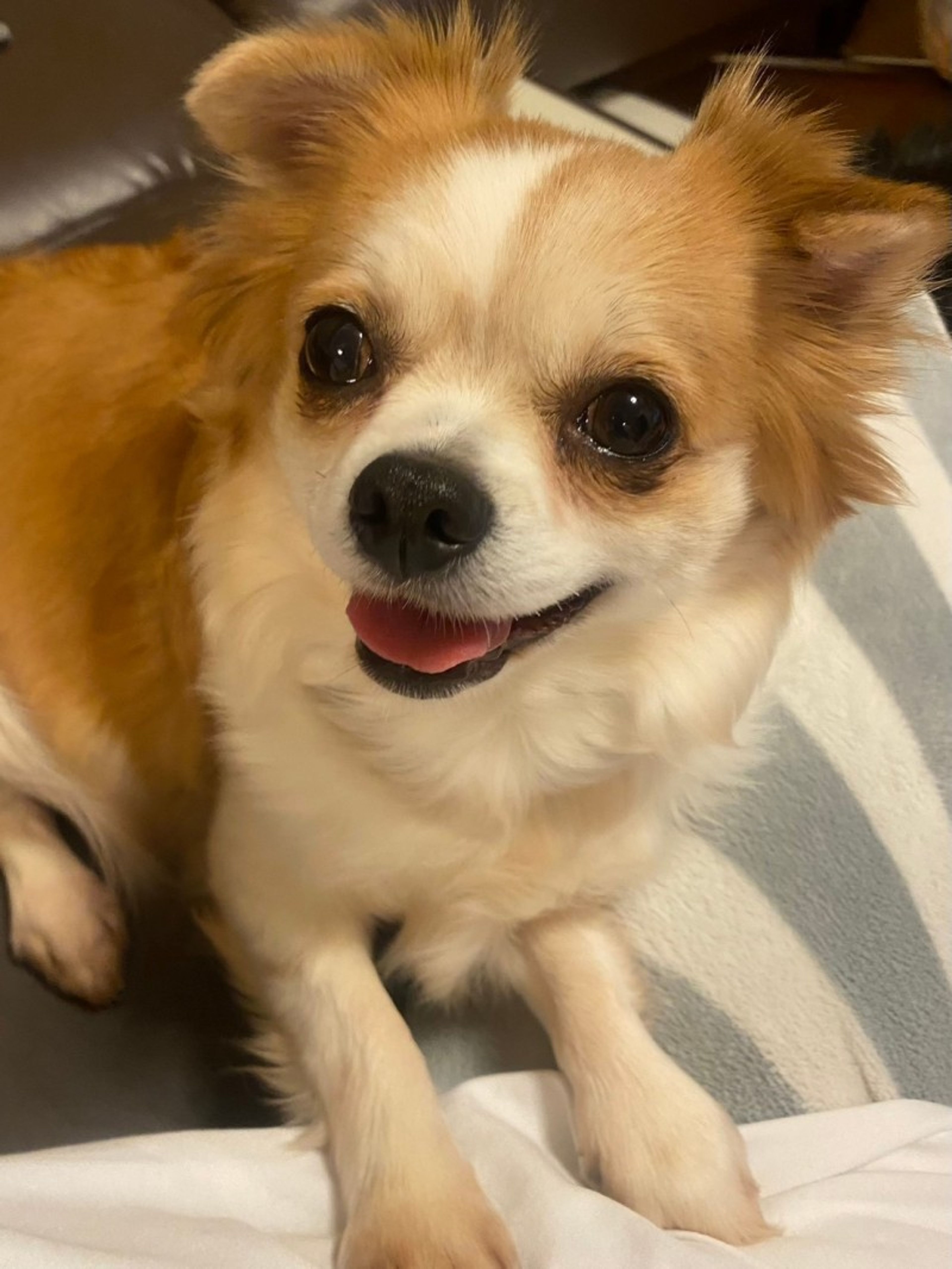 pet-image-3