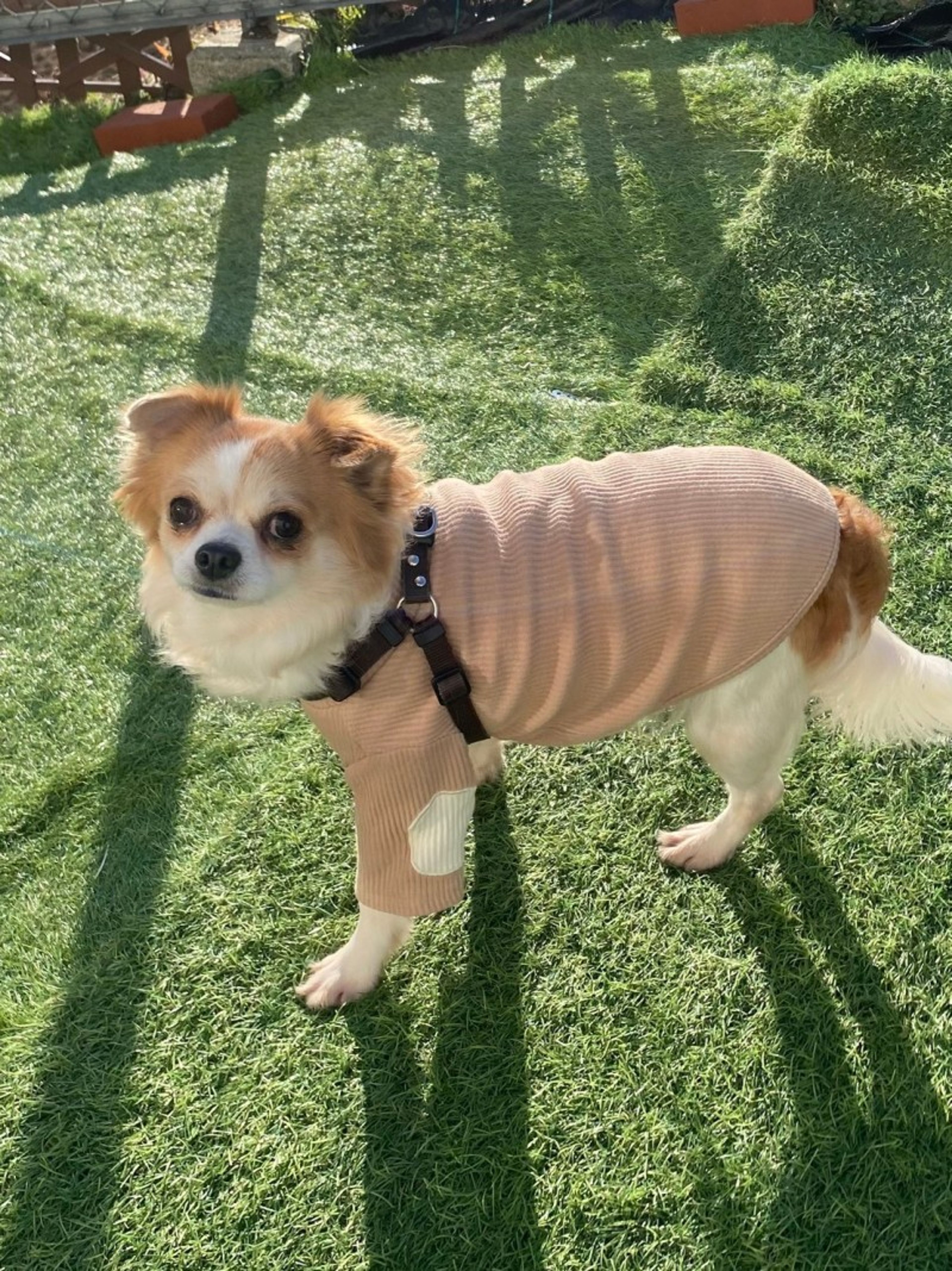 pet-image-4