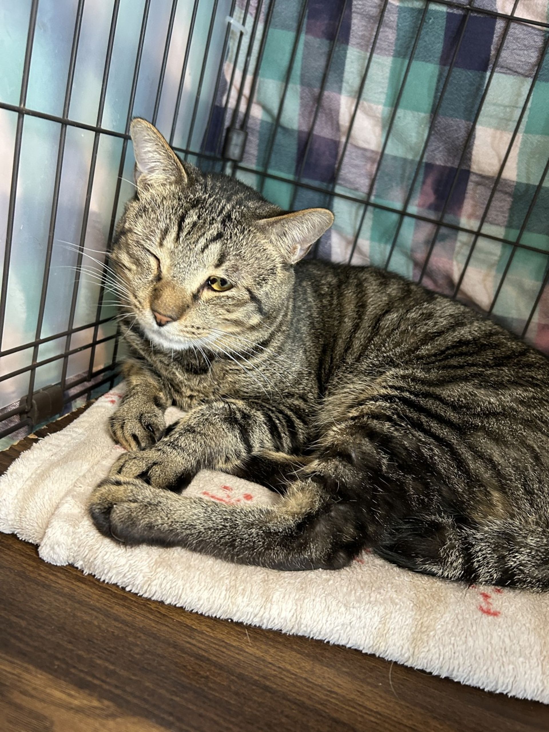 雑種（ミックス猫）・オスの里親募集の写真