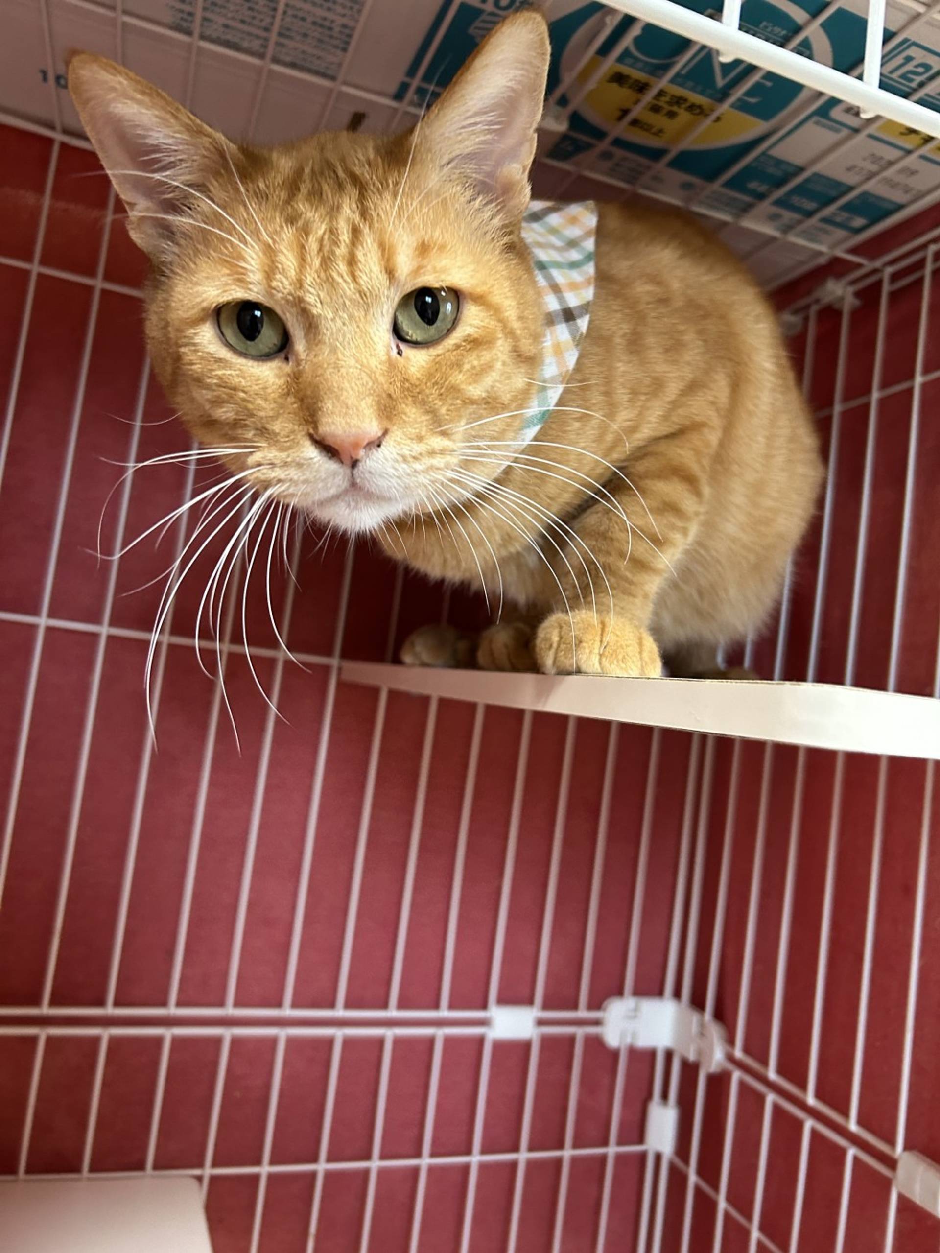 雑種（ミックス猫）・オスの里親募集の写真