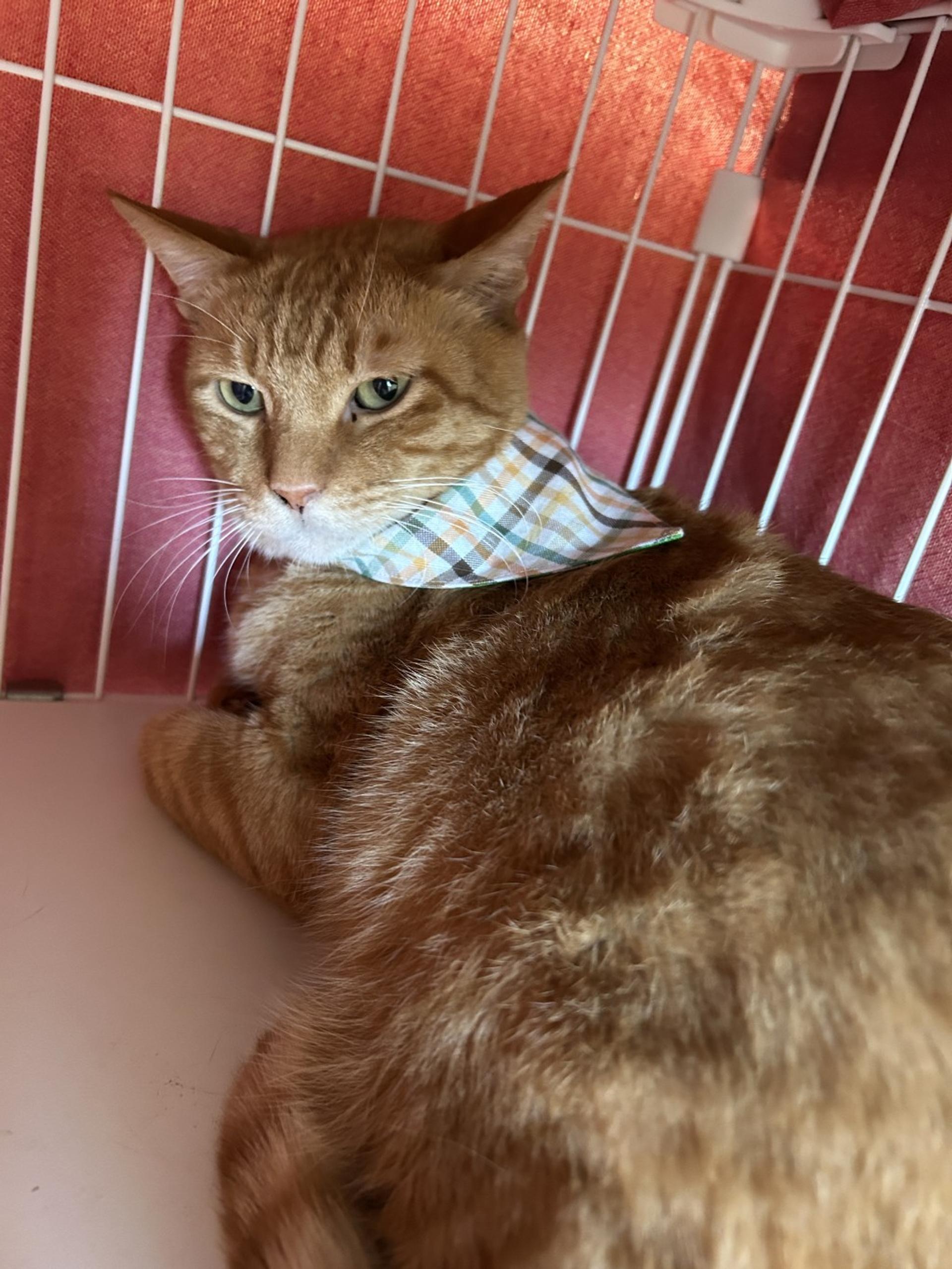 pet-image-2