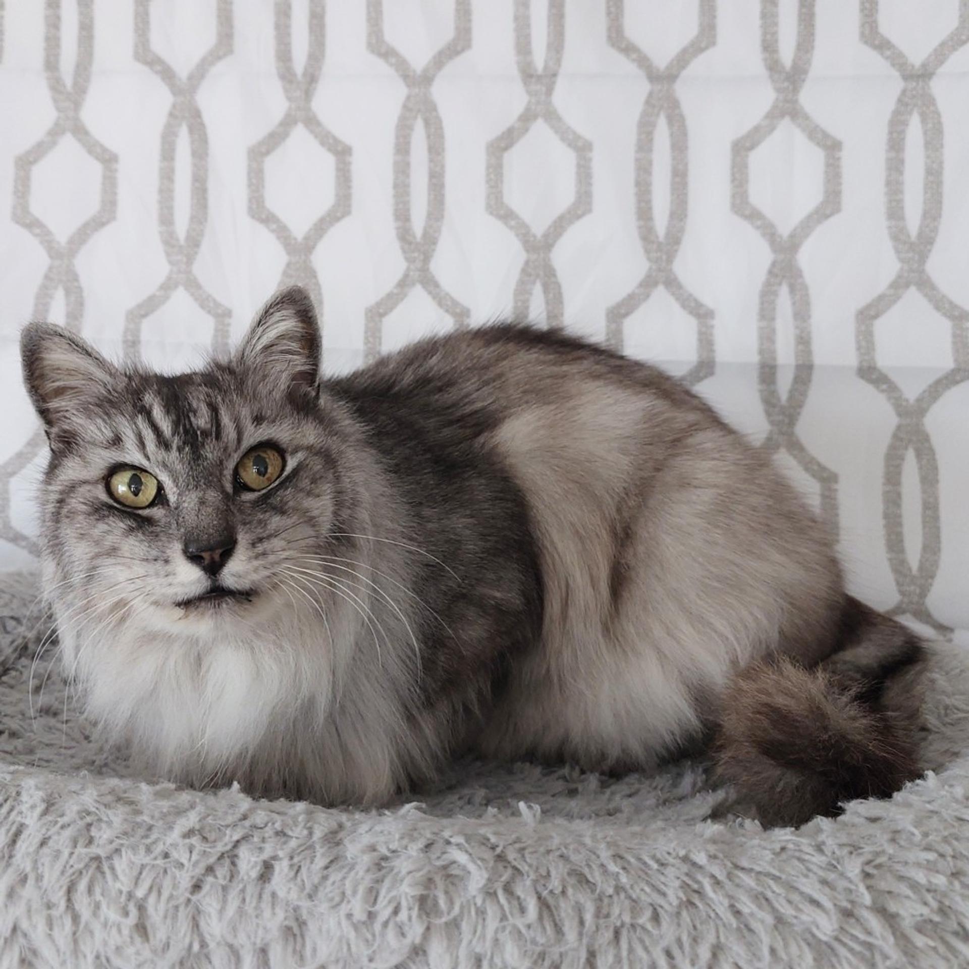 pet-image-7