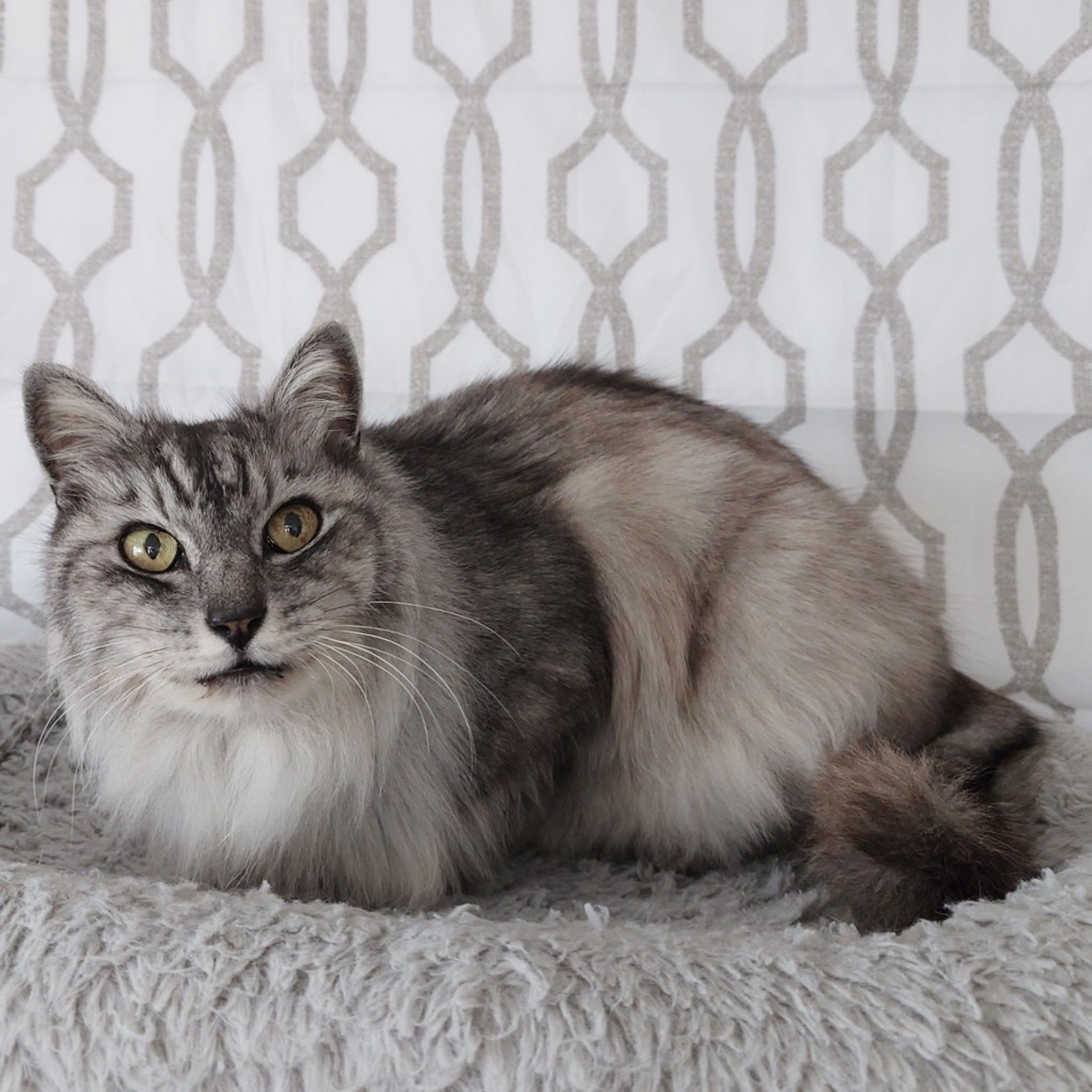 pet-image-7