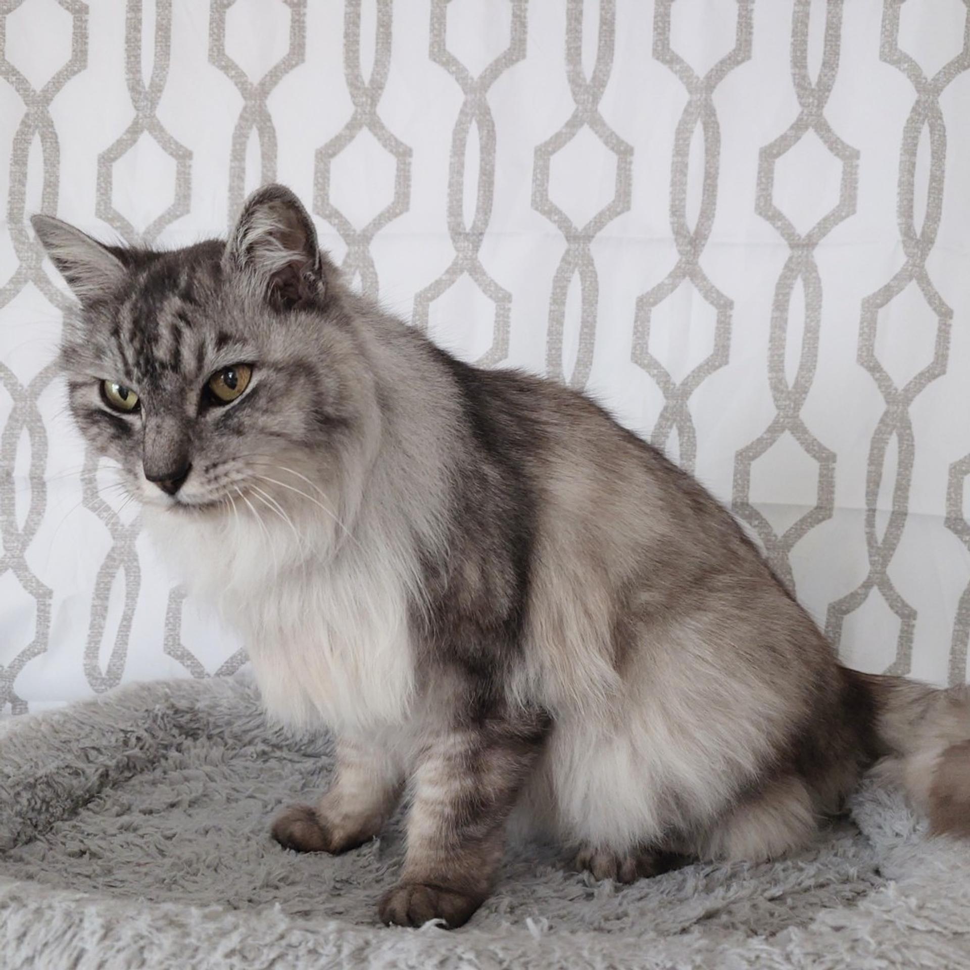 pet-image-8