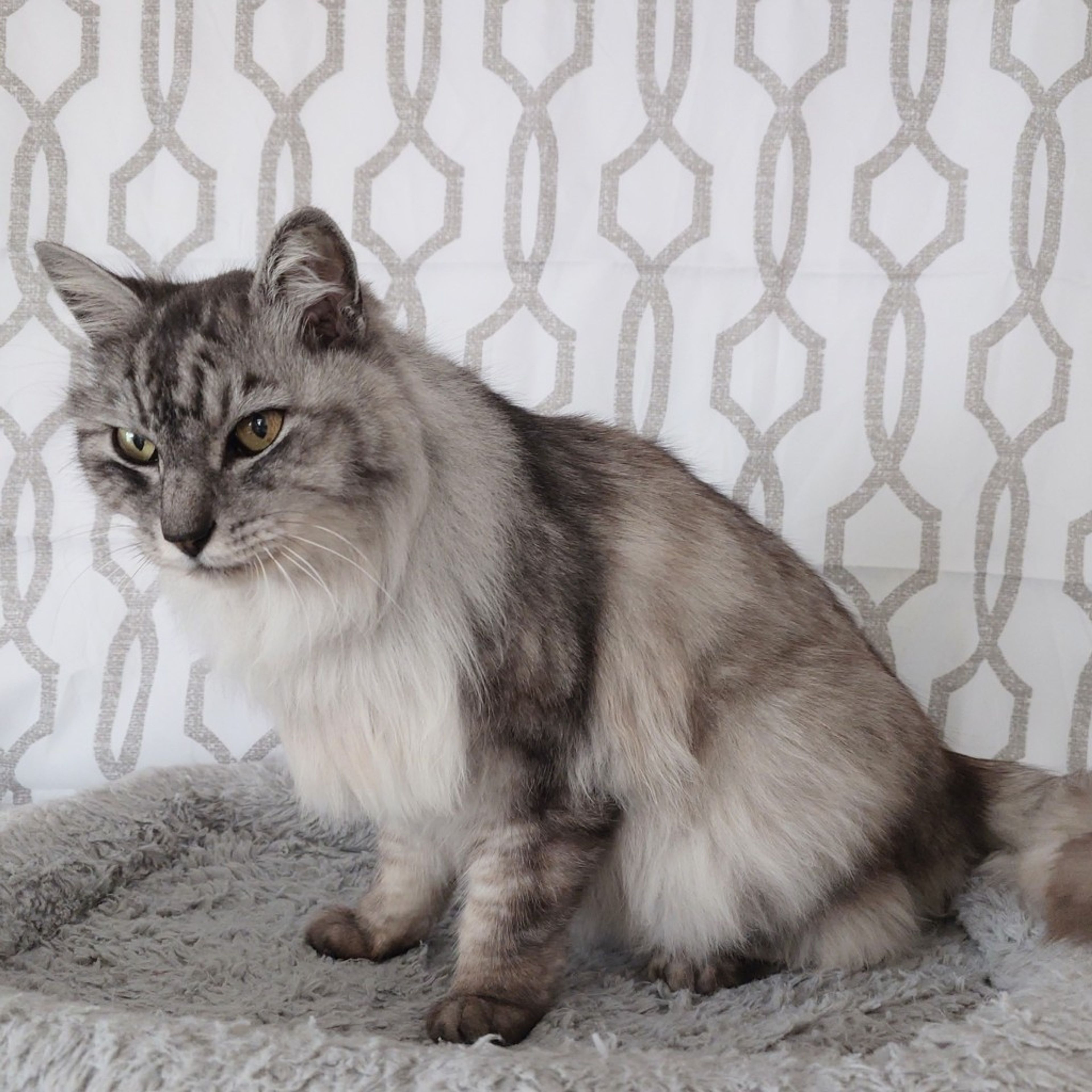 pet-image-8