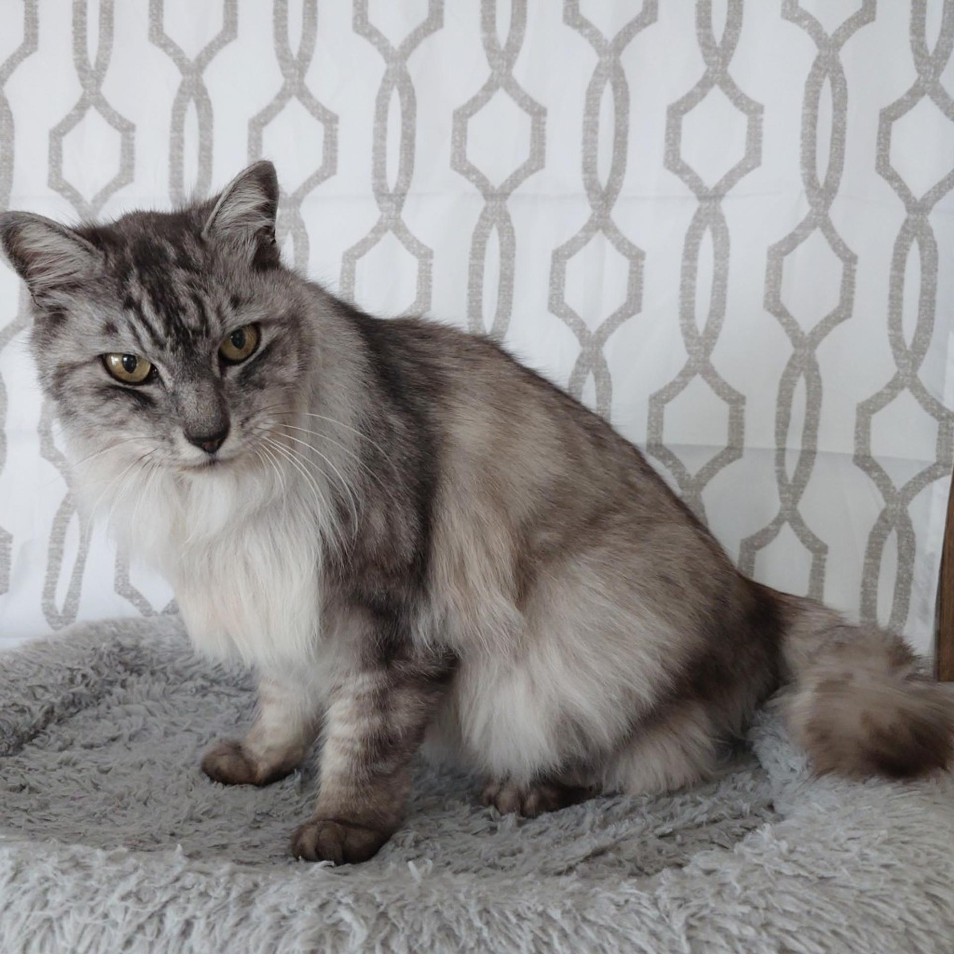 pet-image-4