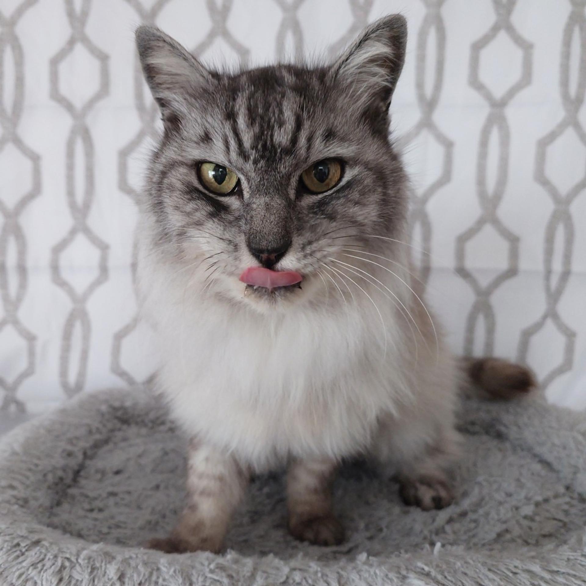 pet-image-9