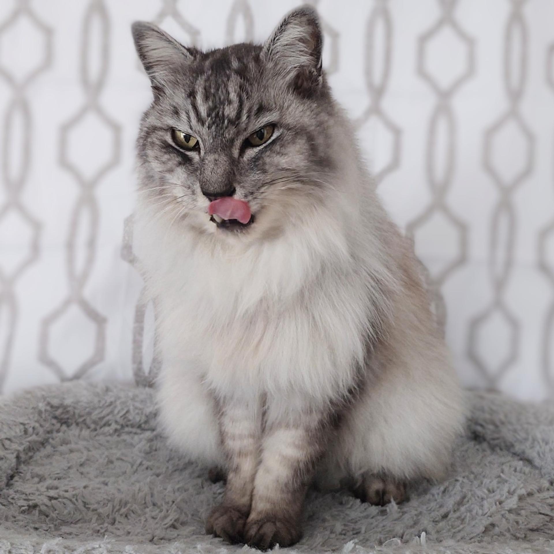 pet-image-6