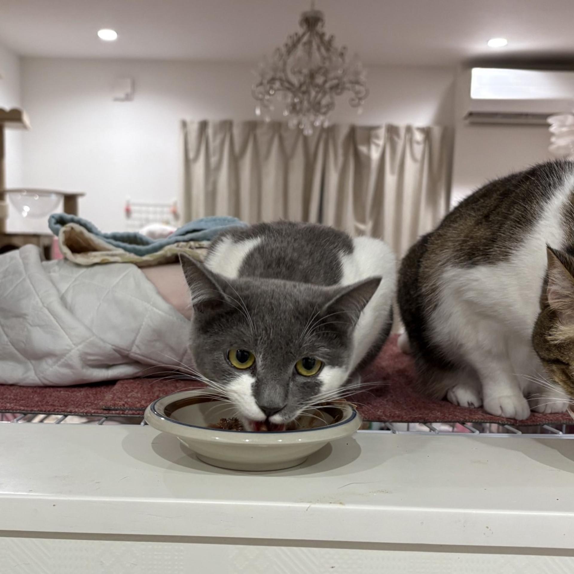 pet-image-9