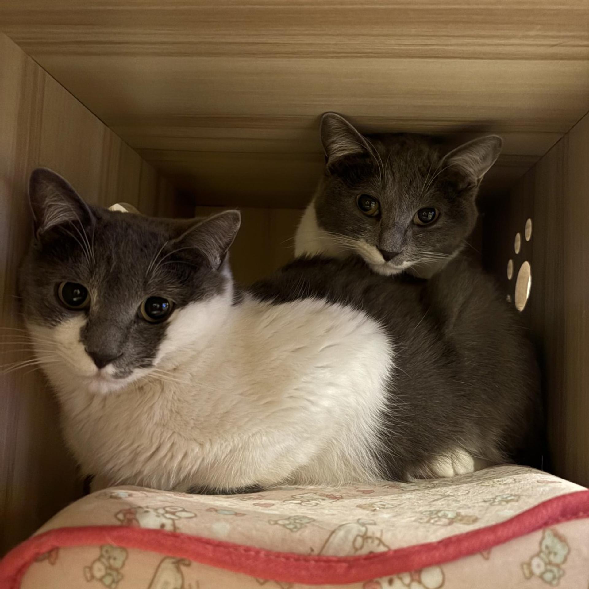 pet-image-10
