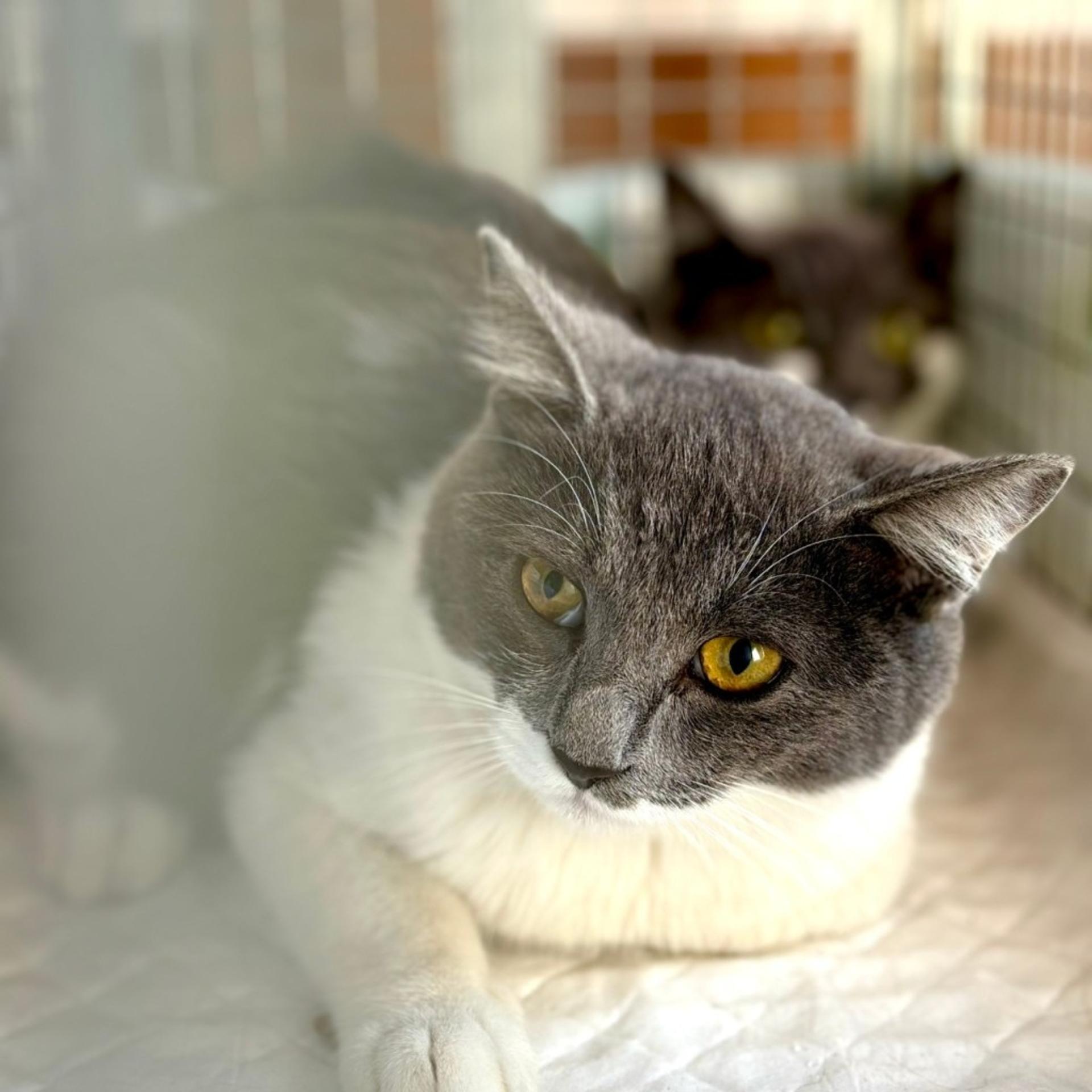 pet-image-4