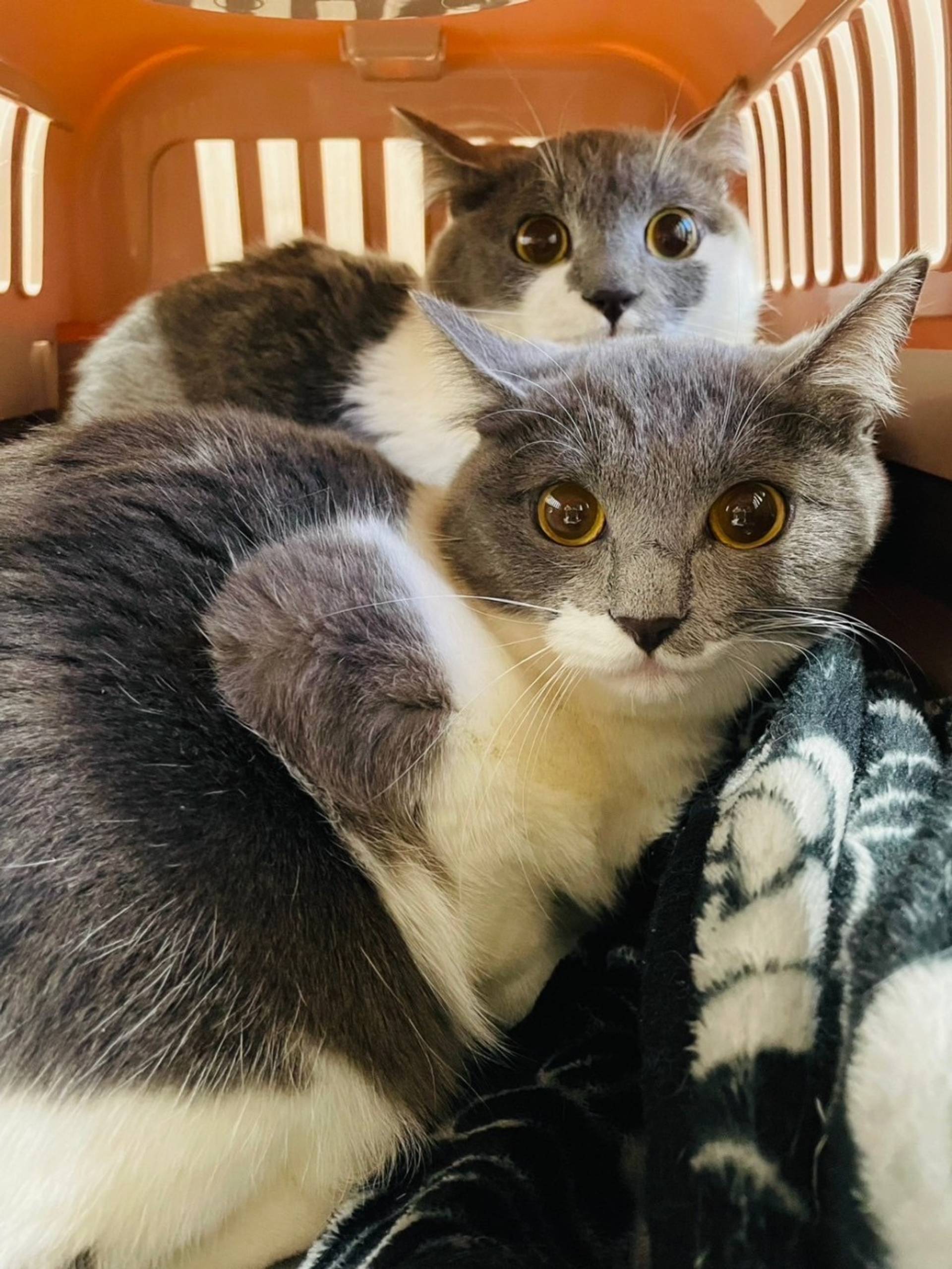 雑種（ミックス猫）・メスの里親募集の写真