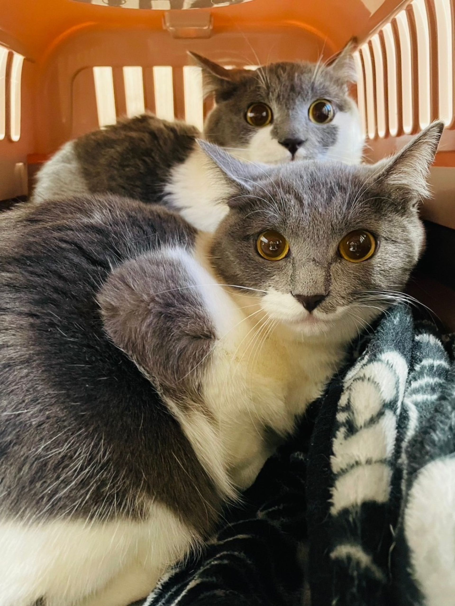 雑種（ミックス猫）・メスの里親募集の写真