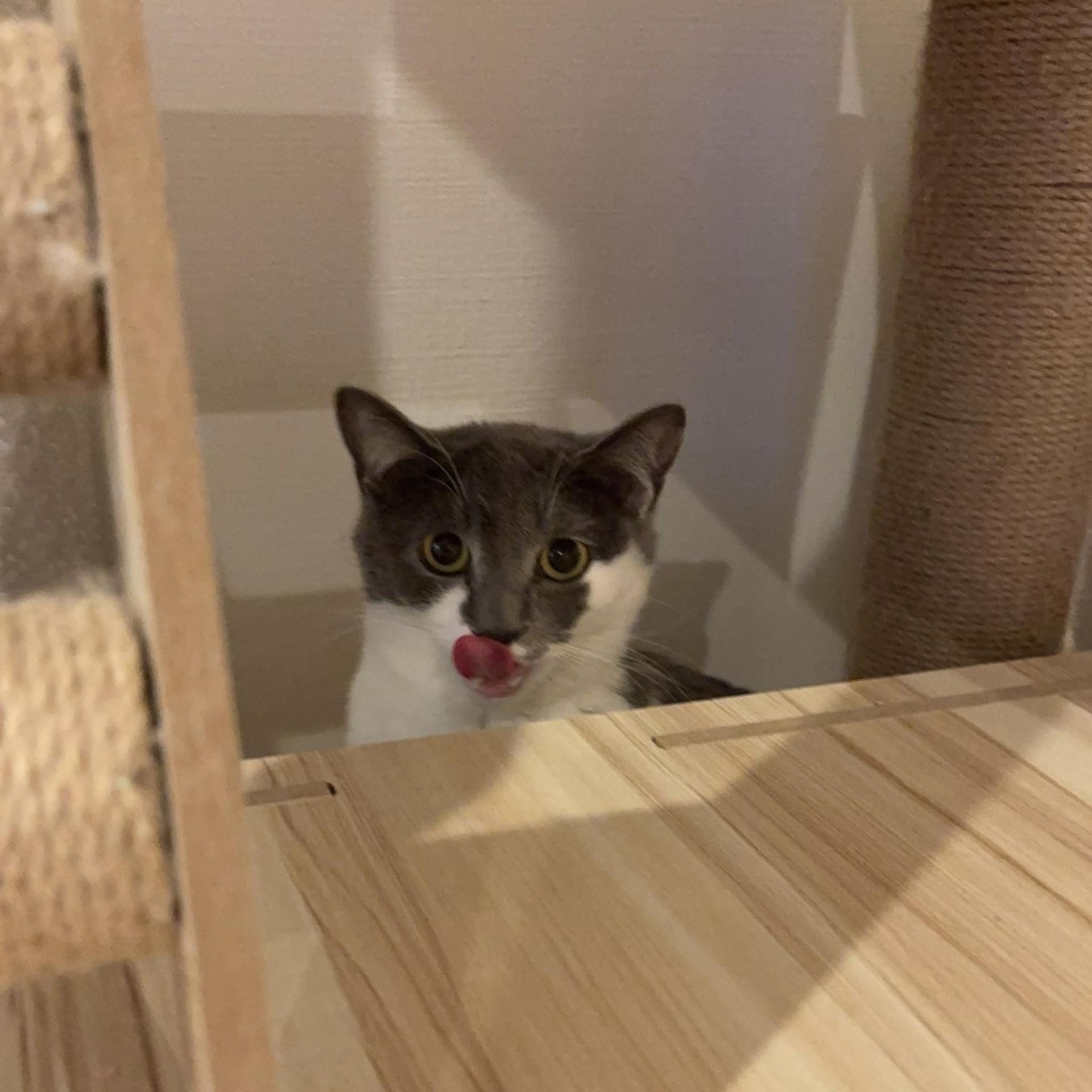 pet-image-8