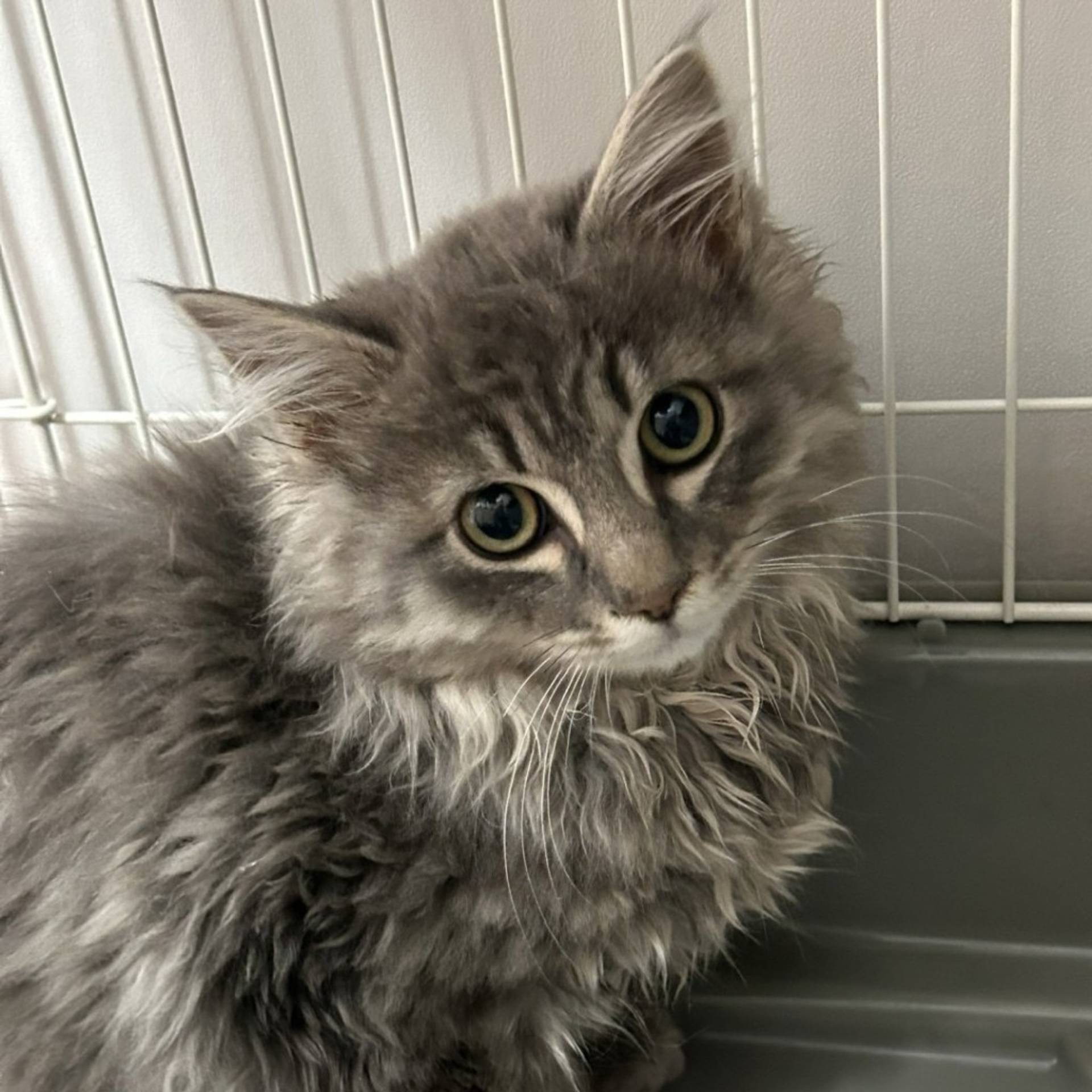 雑種（ミックス猫）・オスの里親募集の写真