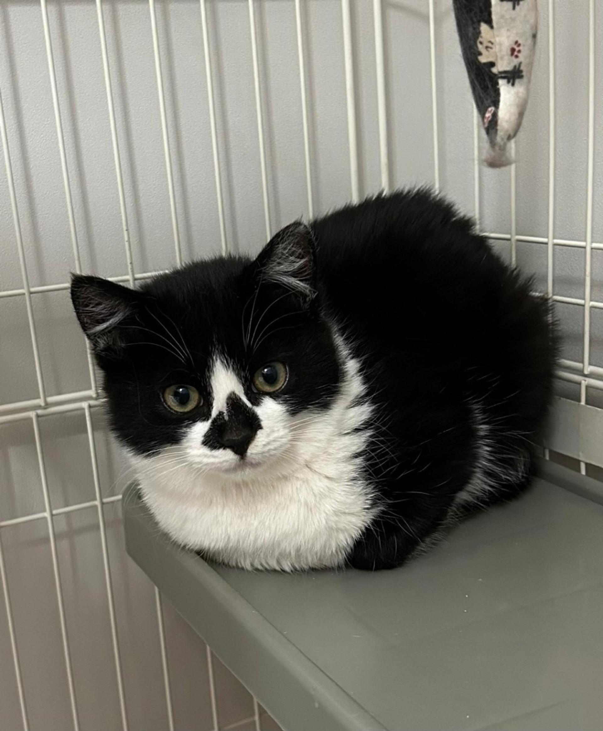 pet-image-2