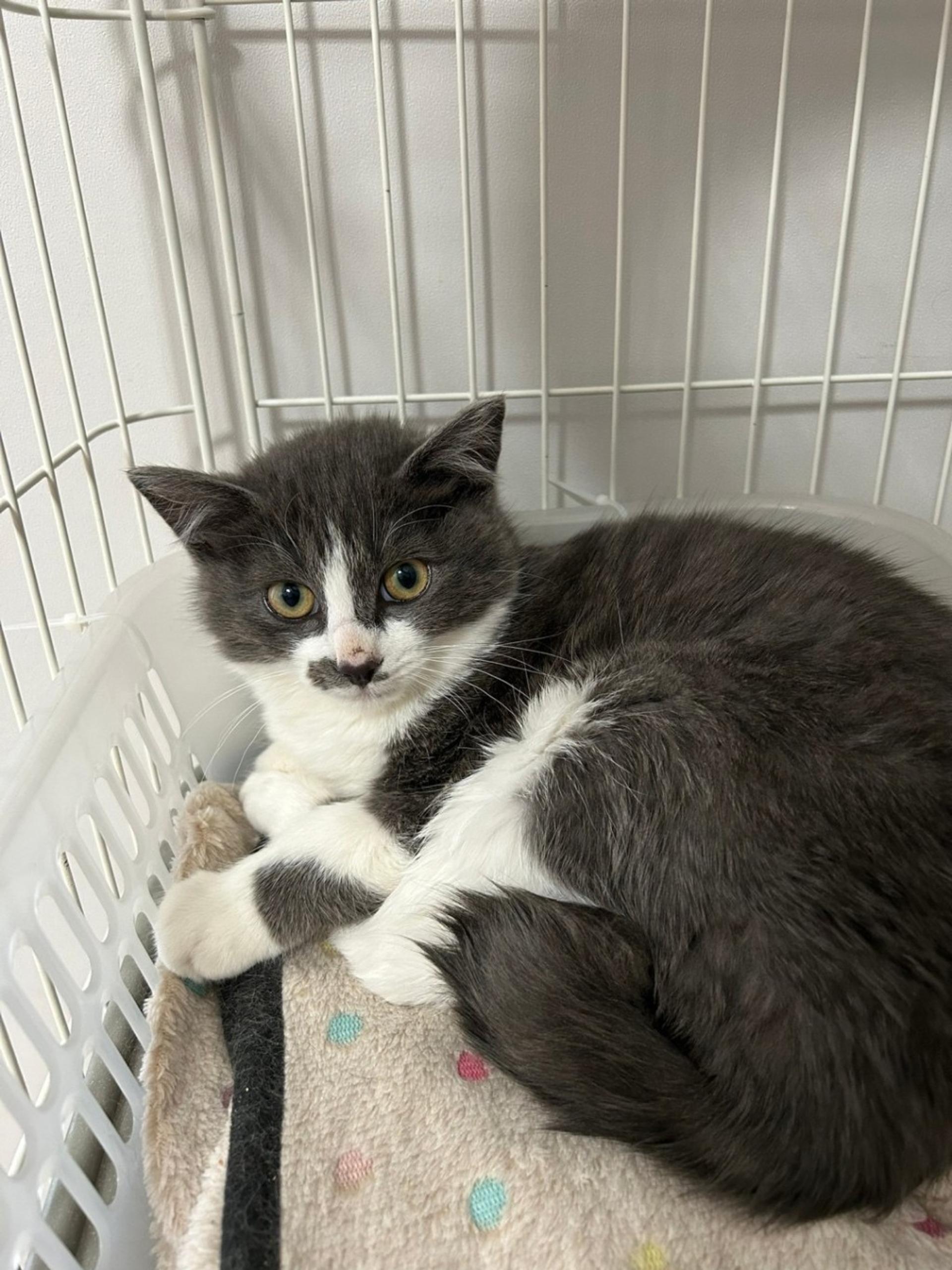 pet-image-3