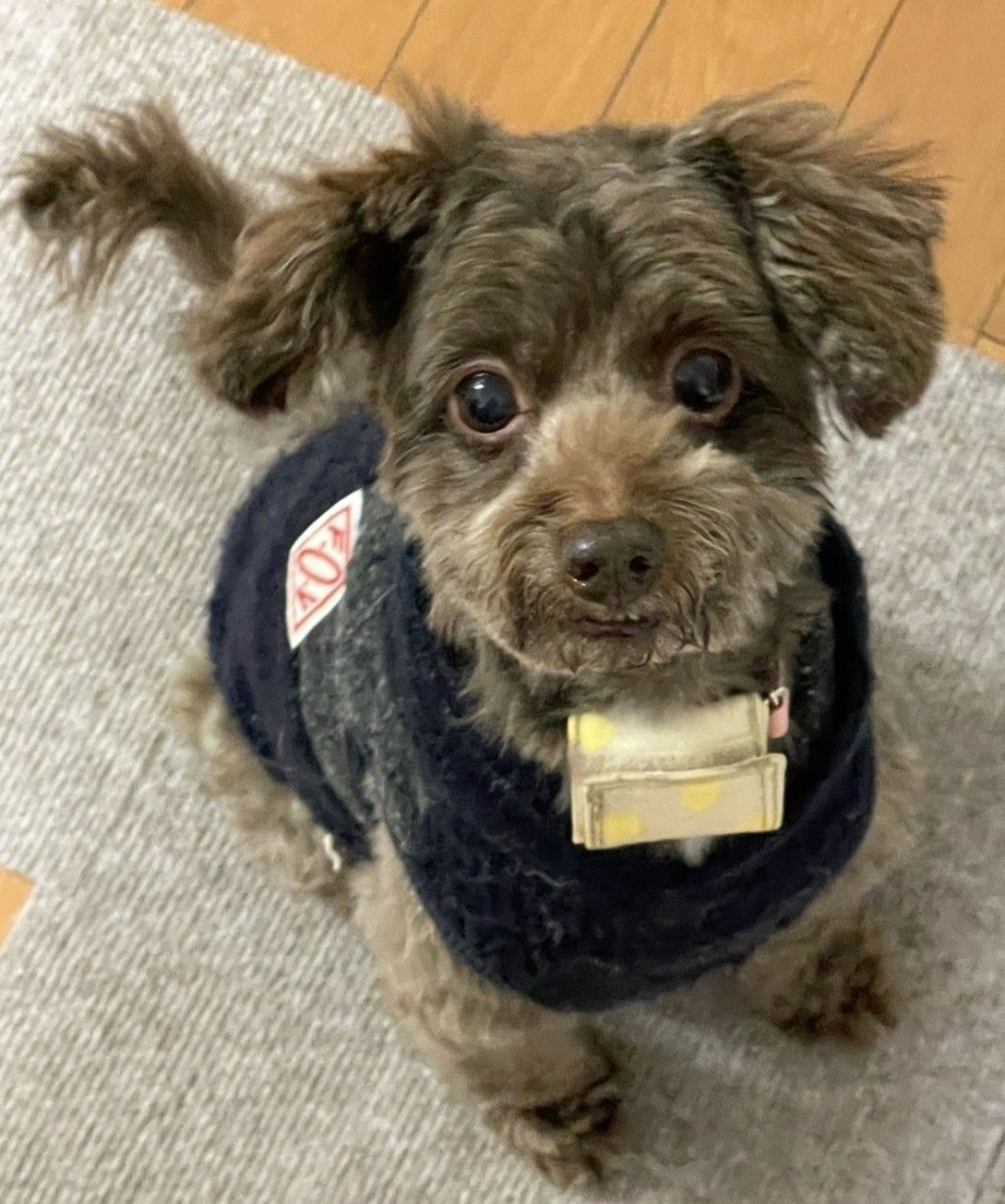 雑種（ミックス犬）・オスの里親募集の写真