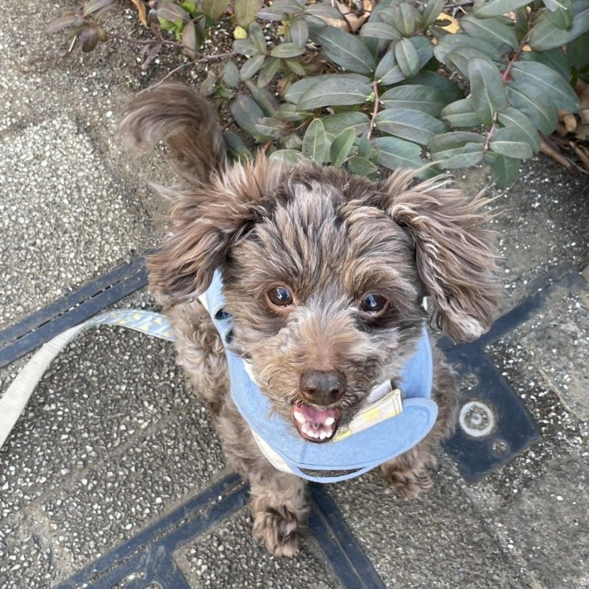 pet-image-2